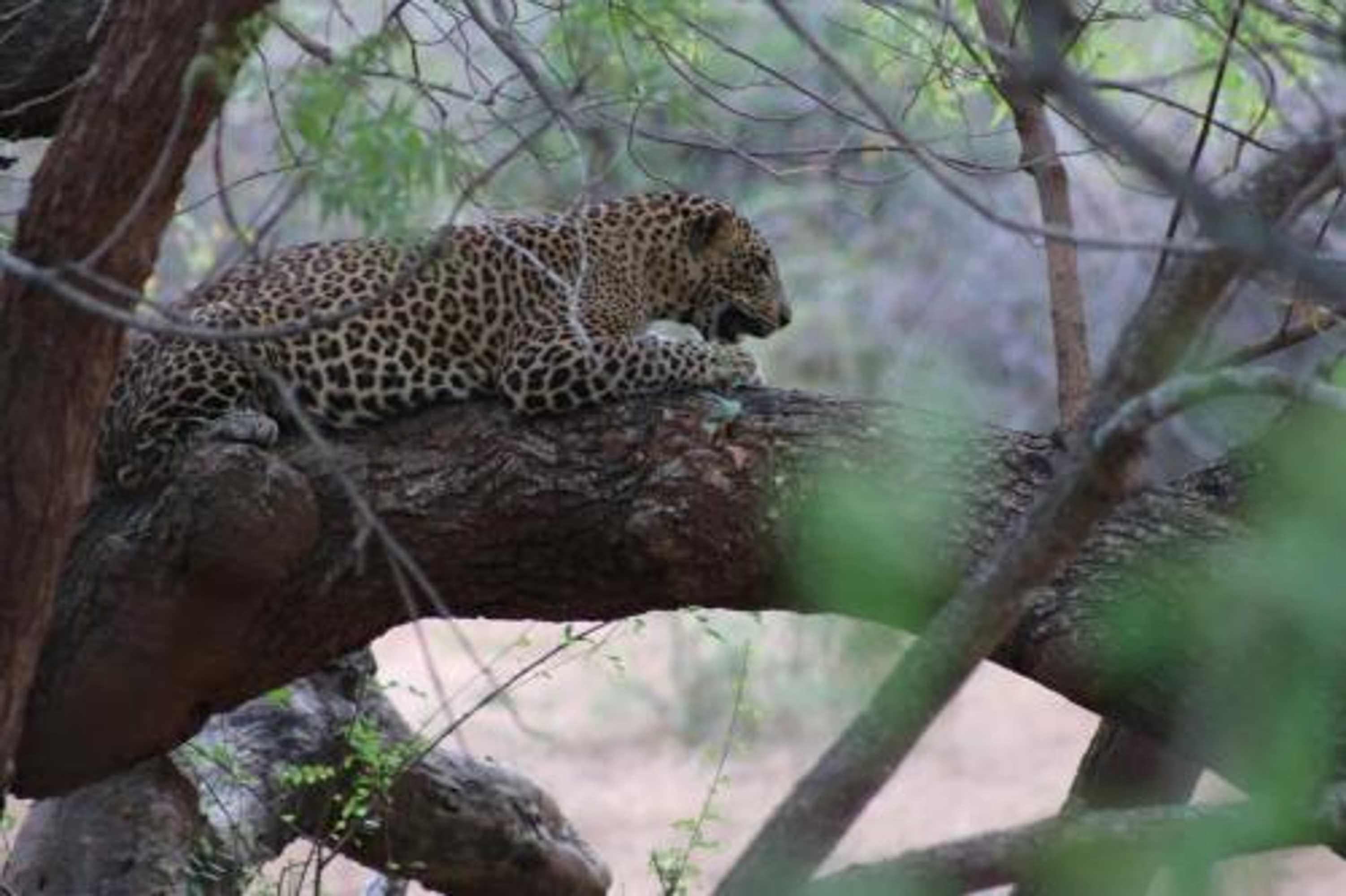 Gift card for Wadula Safari Yala Gift card for Wadula Safari Yala