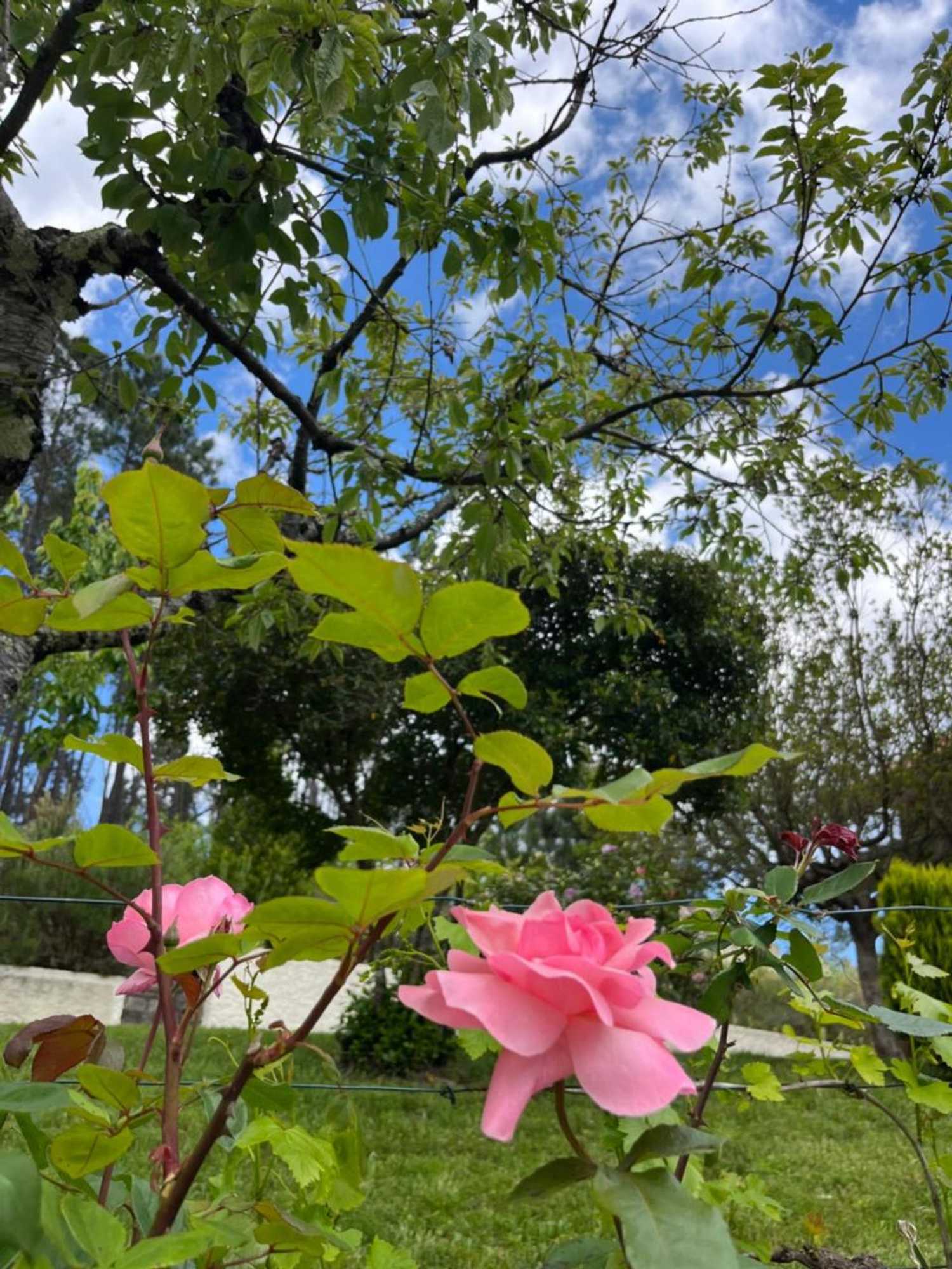 Gift card for Casa da Ribeira do Círio