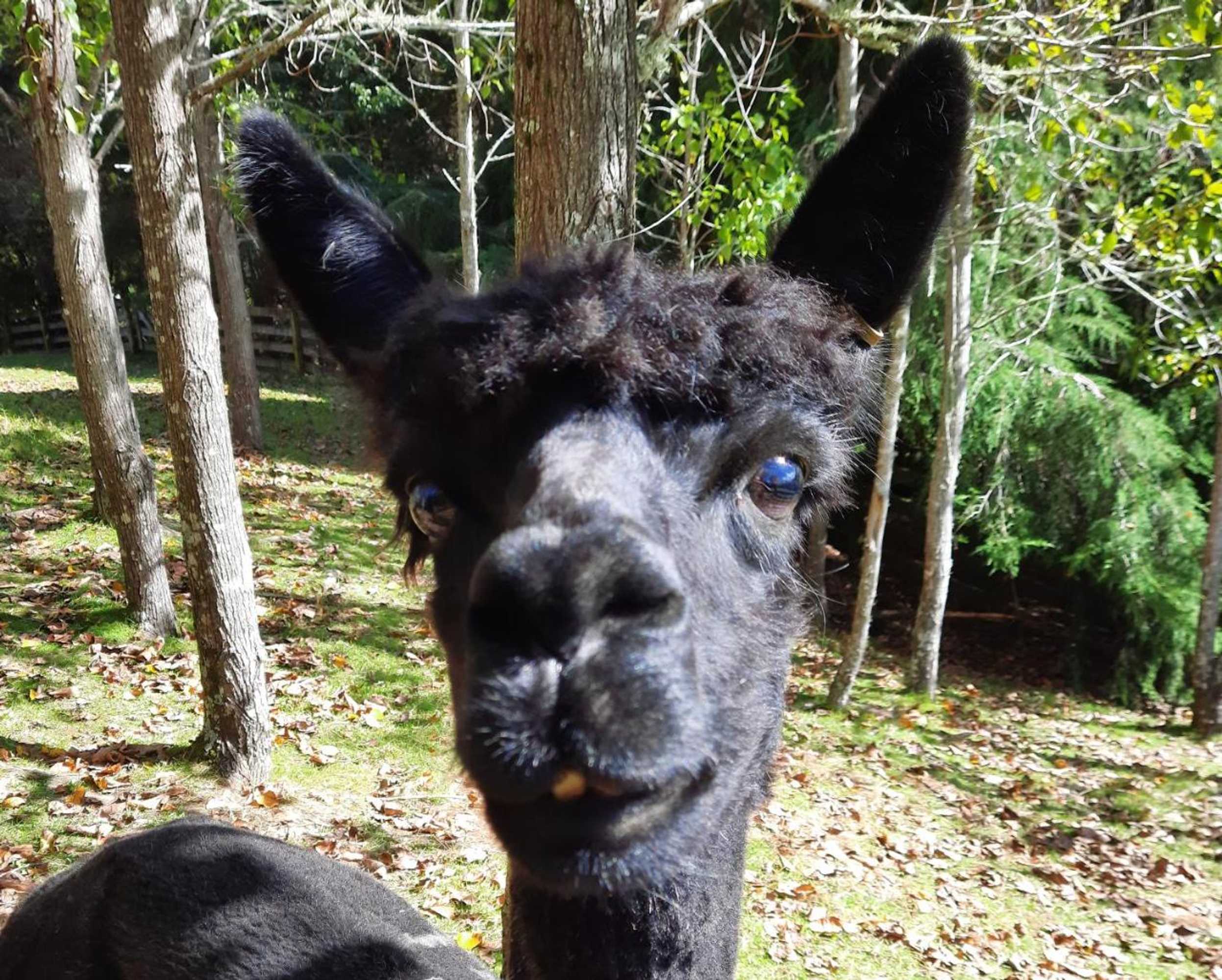 Gift card for Riverside Homestead Waitangi