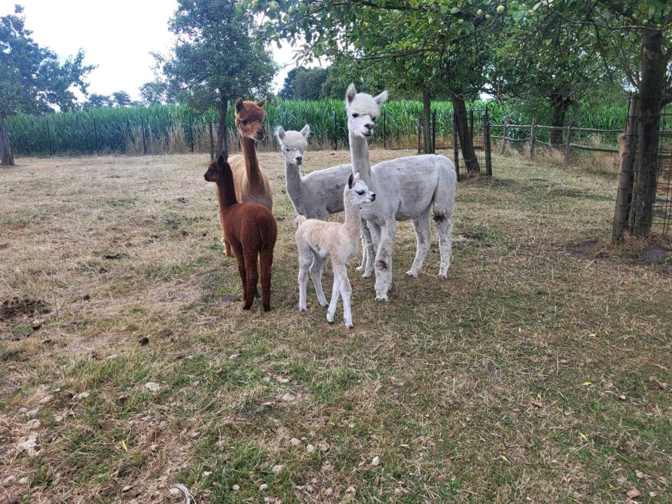 Gift card for B&b de Rijcke Rust