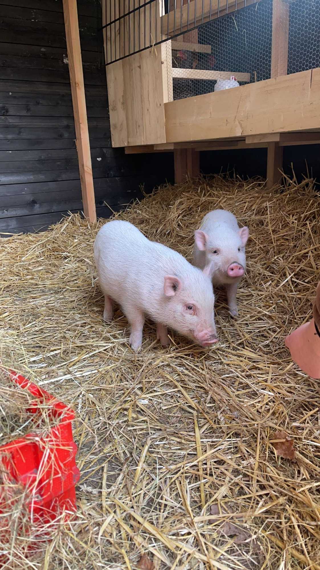 Gift card for Vakantiepark De Bosrand