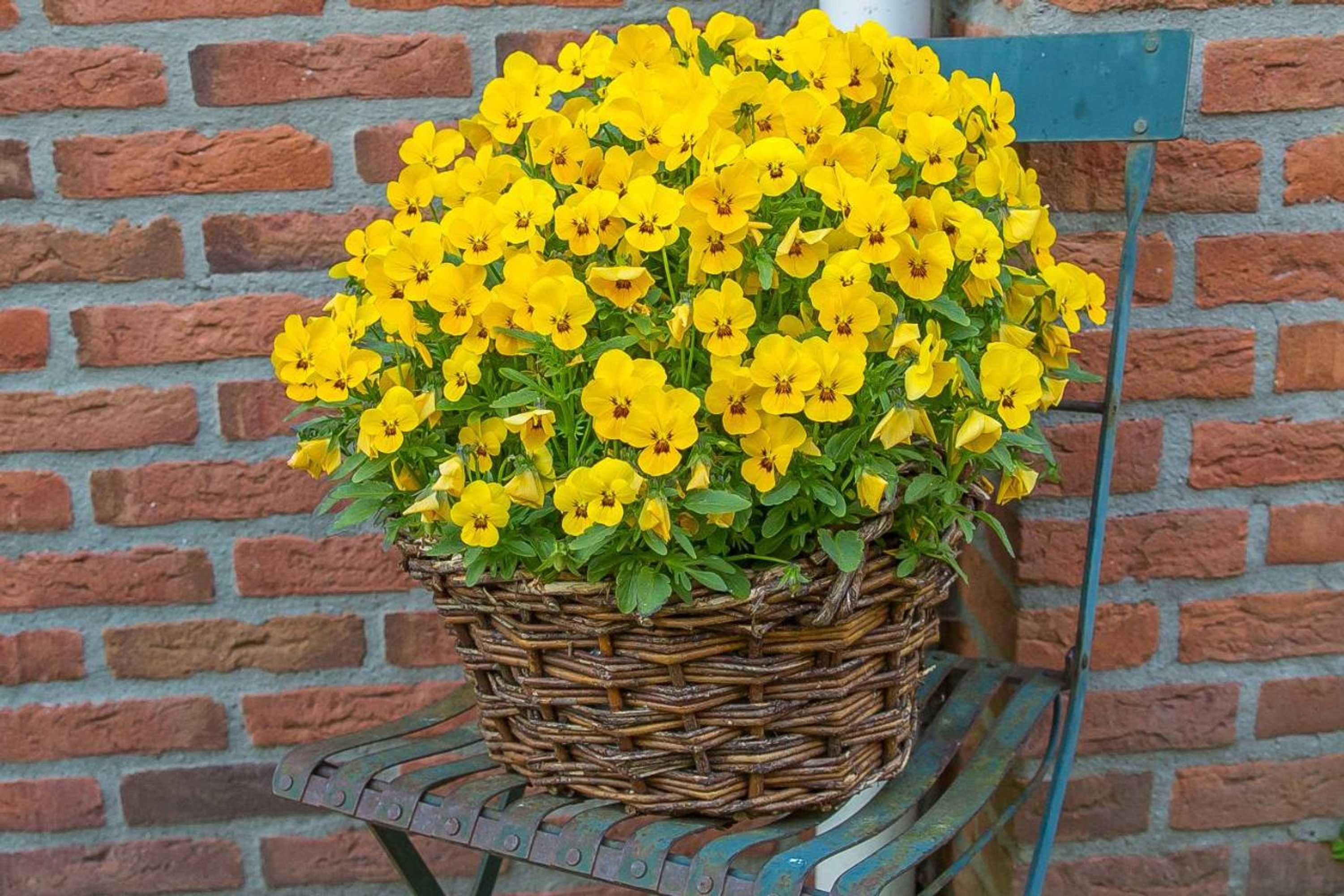 Gift card for B&b Schipborg