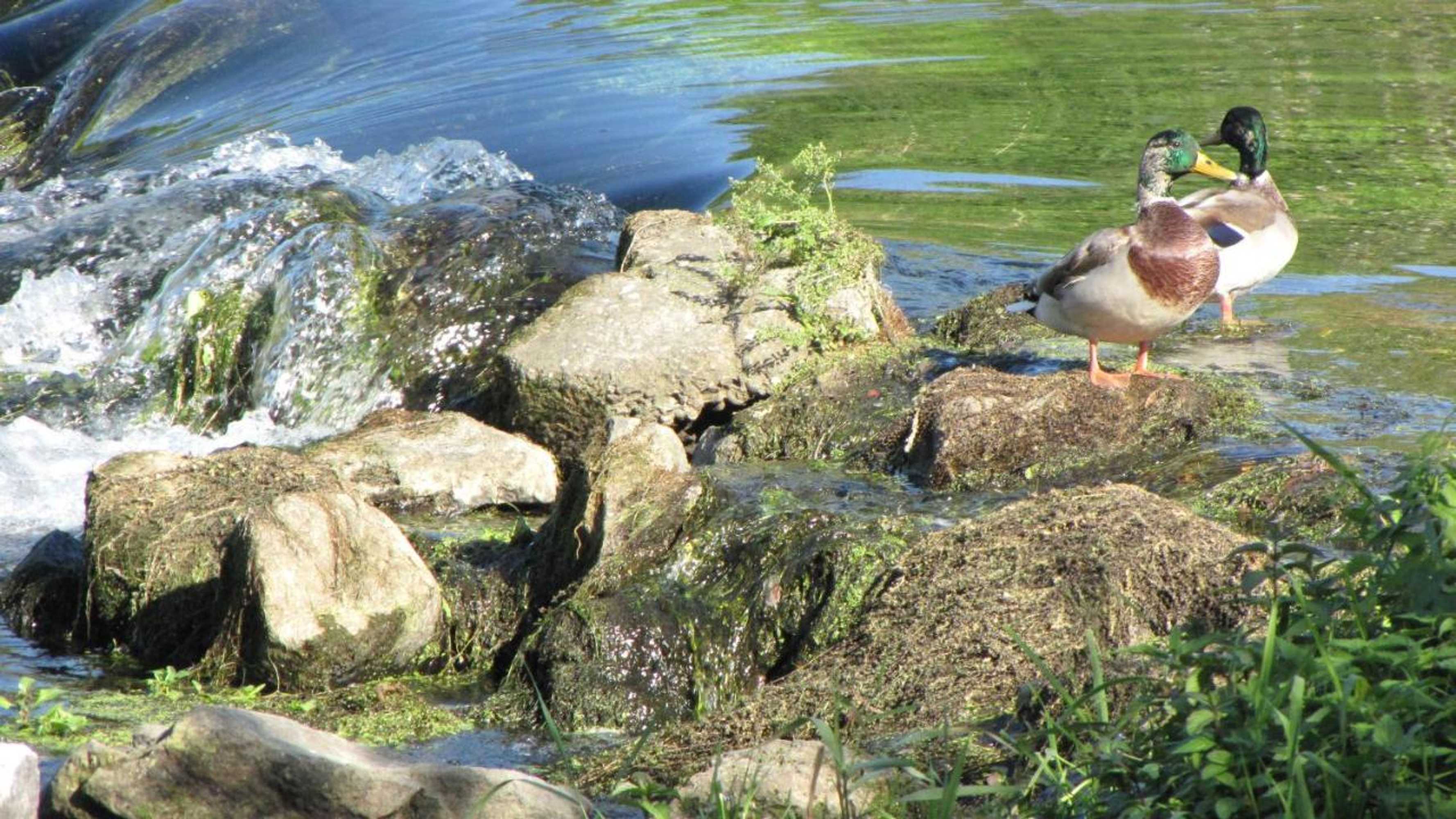 Gift card for Hotel Le Caballin