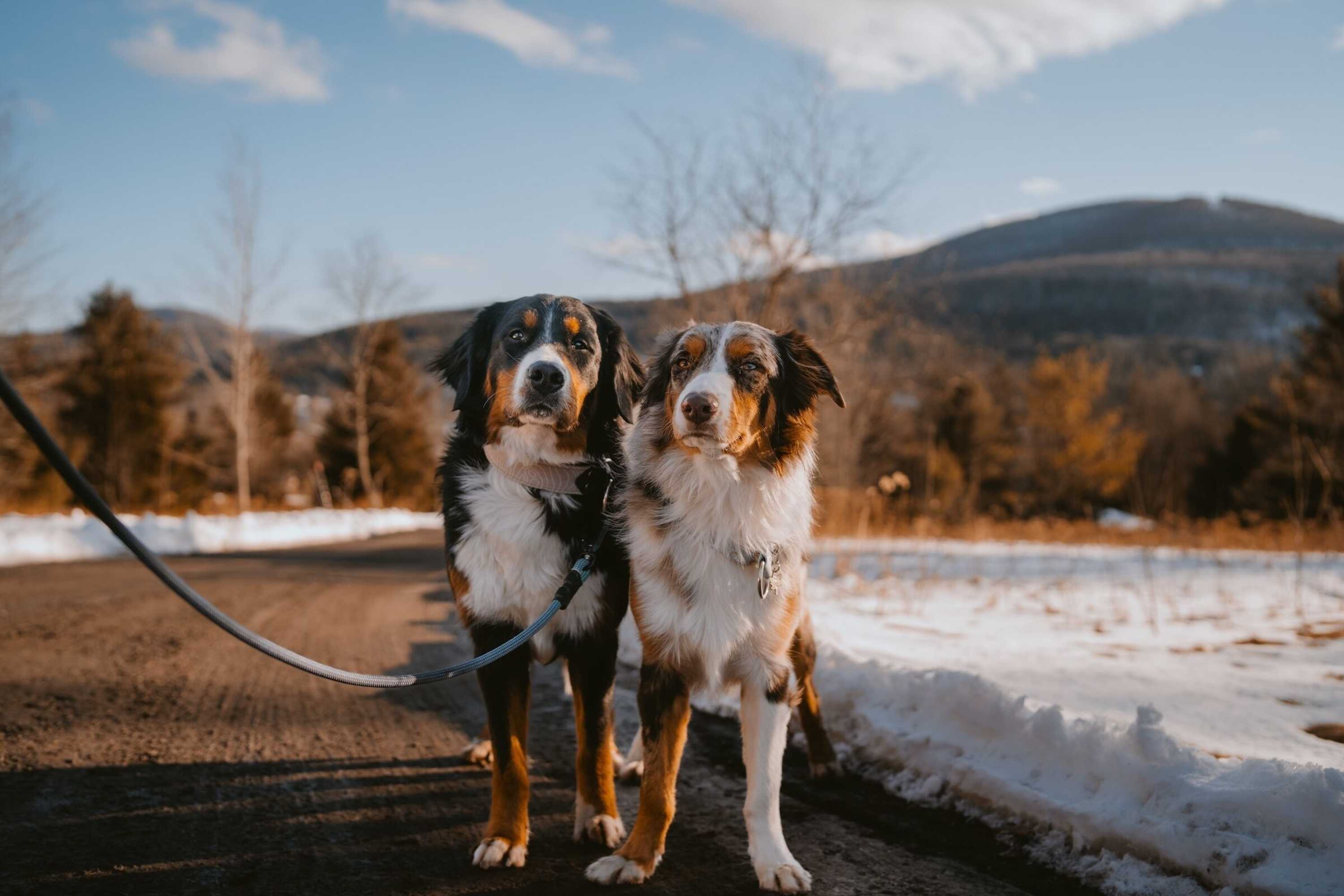 Gift card for Eastwind Windham