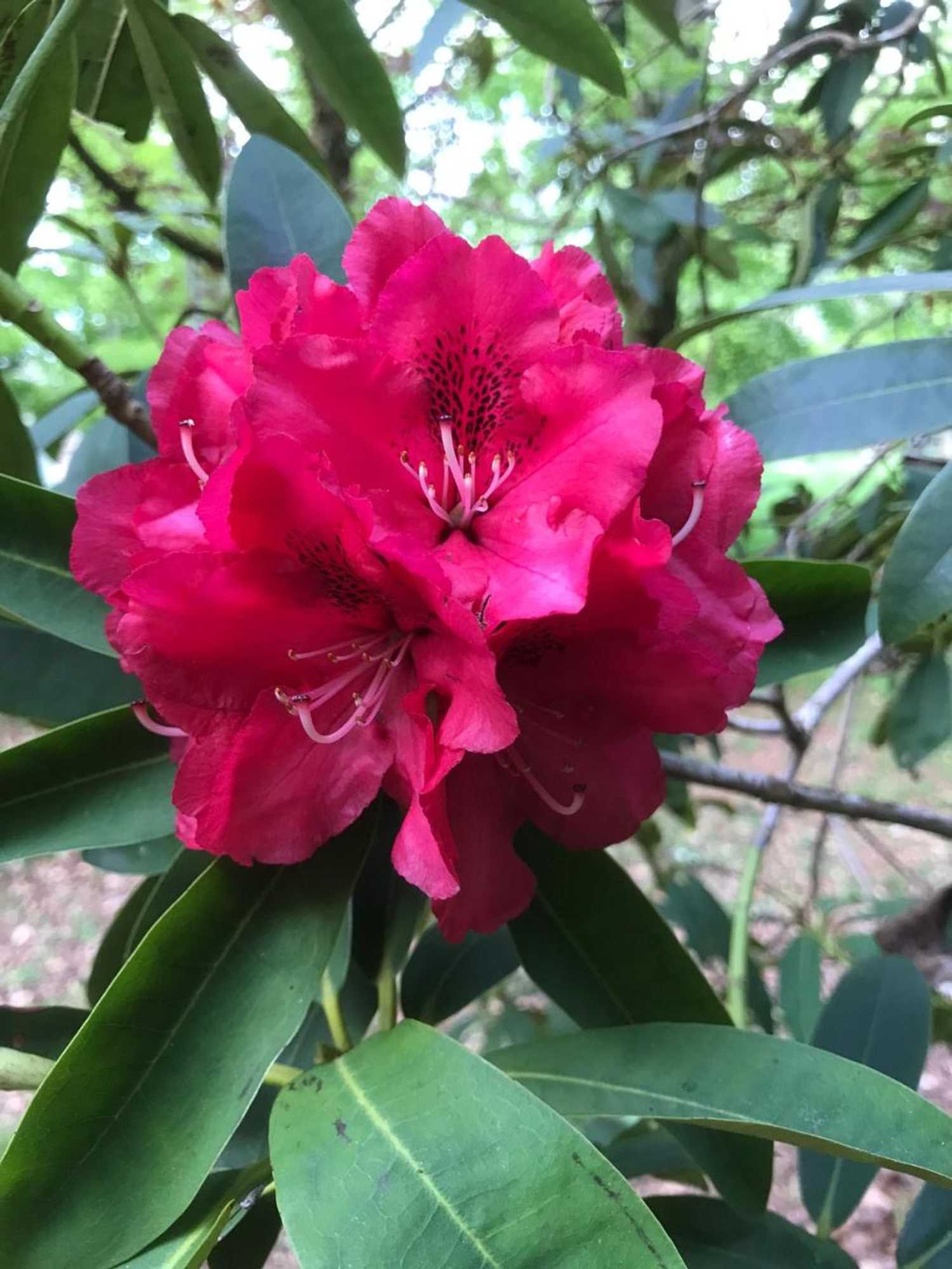 Gift card for Beryl Country House