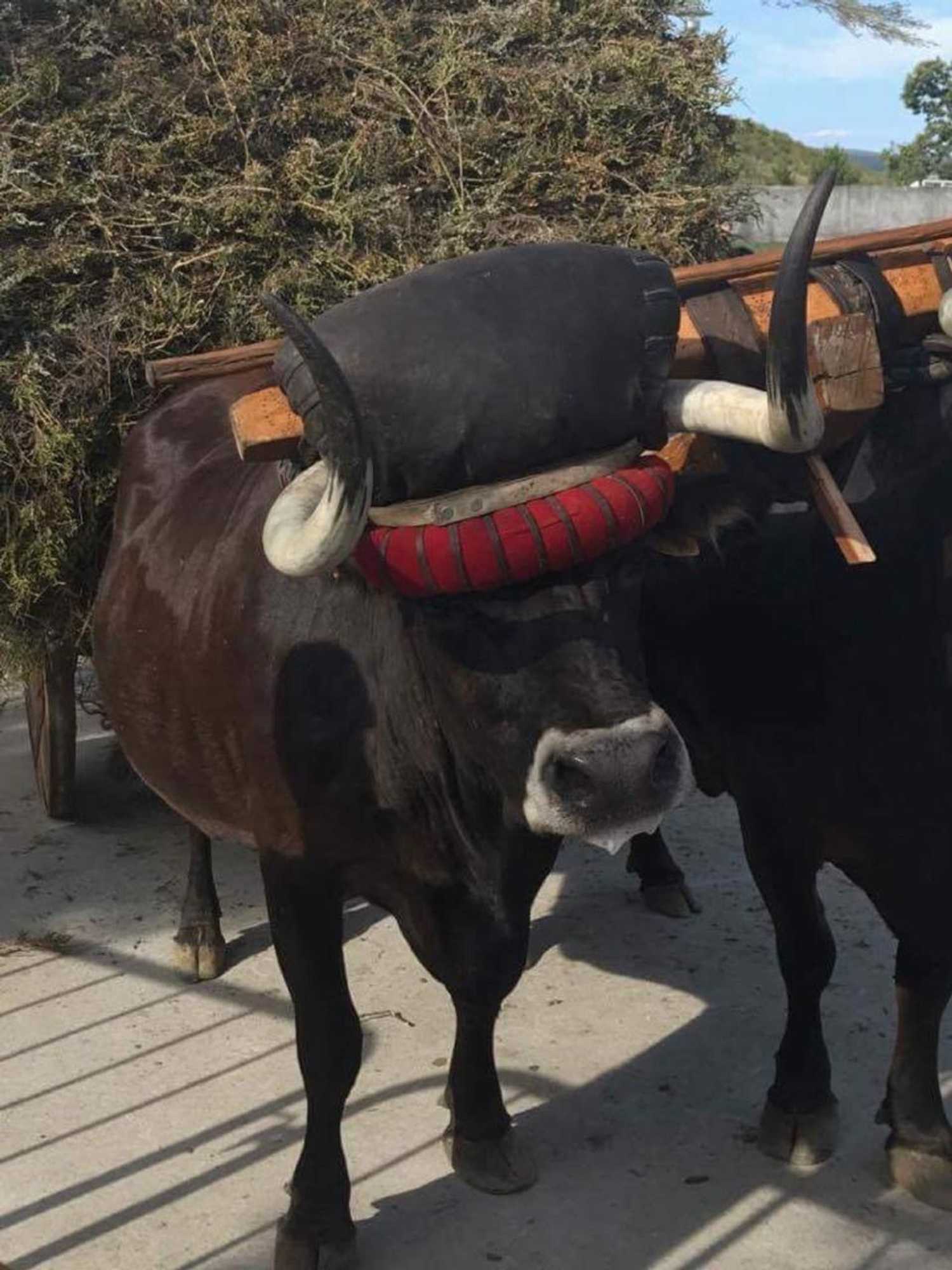 Gift card for Quinchoso Dos Bentos