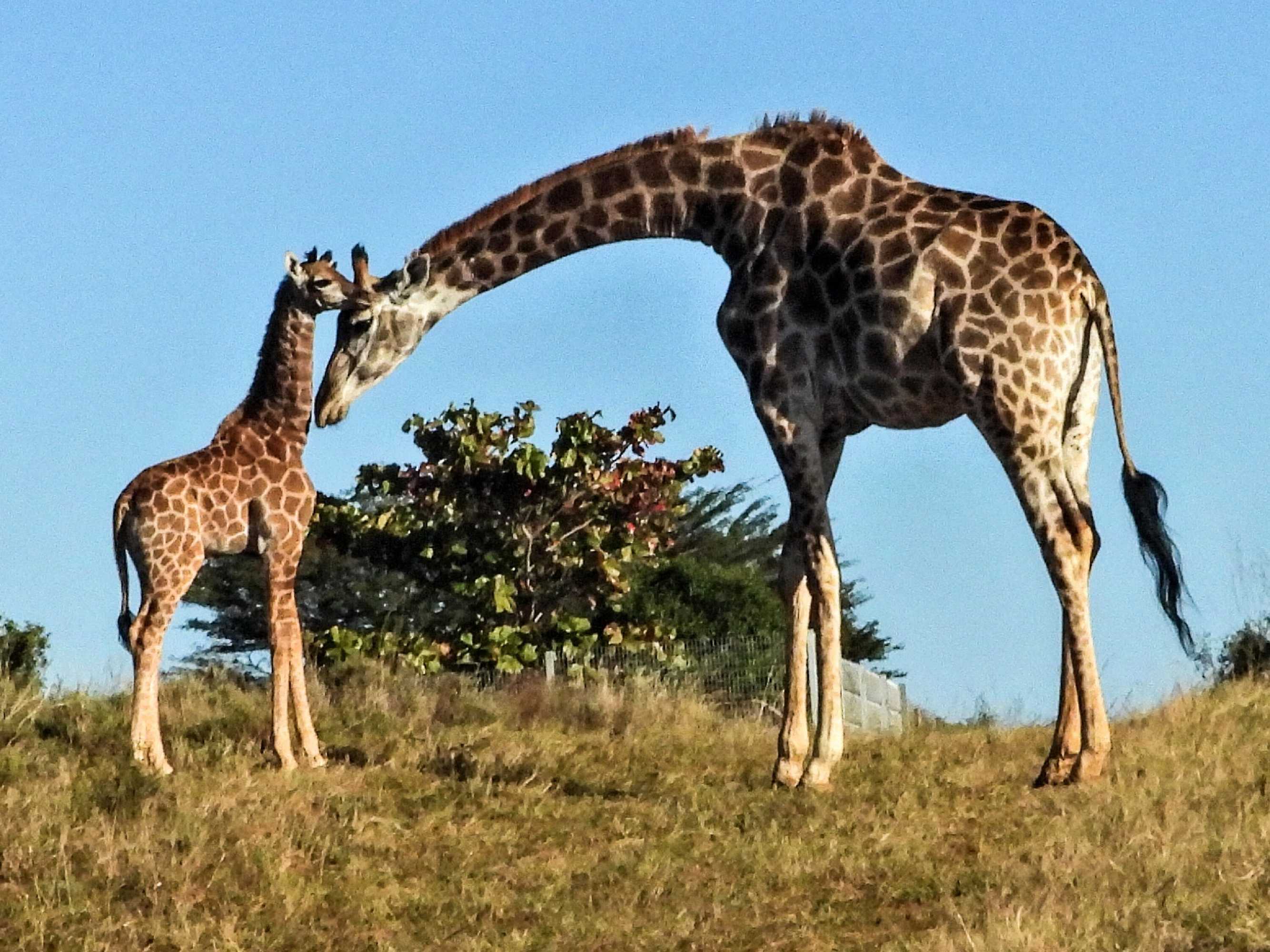 Gift card for Ezulwini Game Lodge