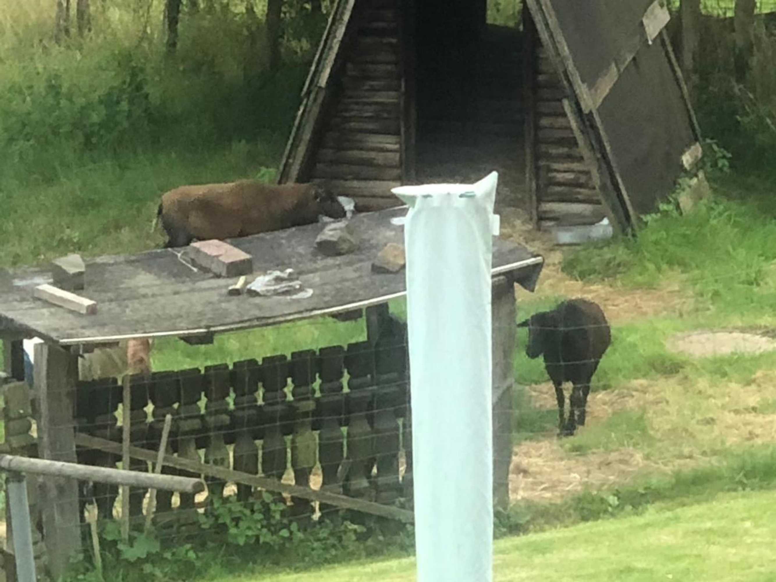 Gift card for Ferienwohnung Wolf