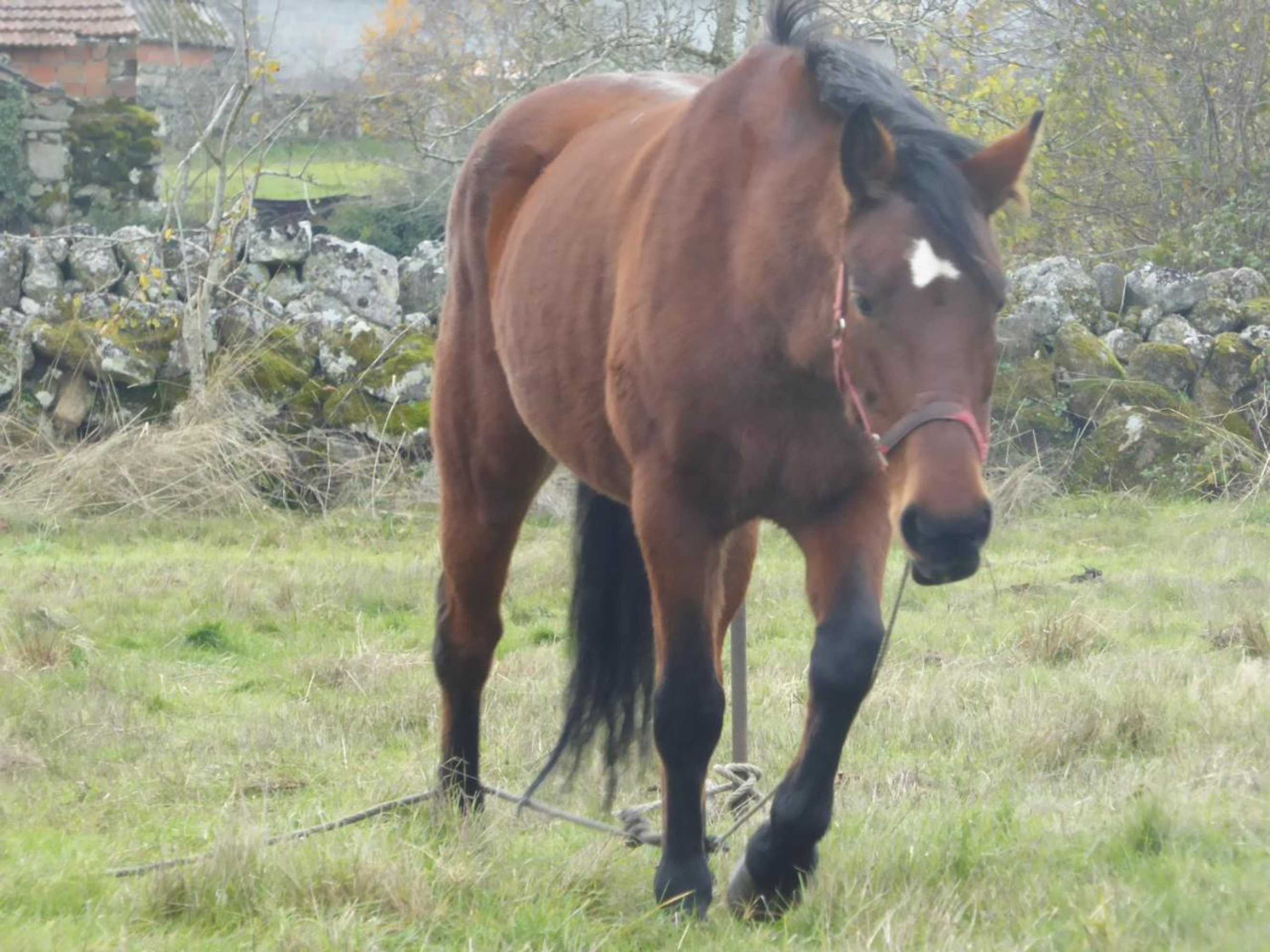 Gift card for Quinchoso Dos Bentos