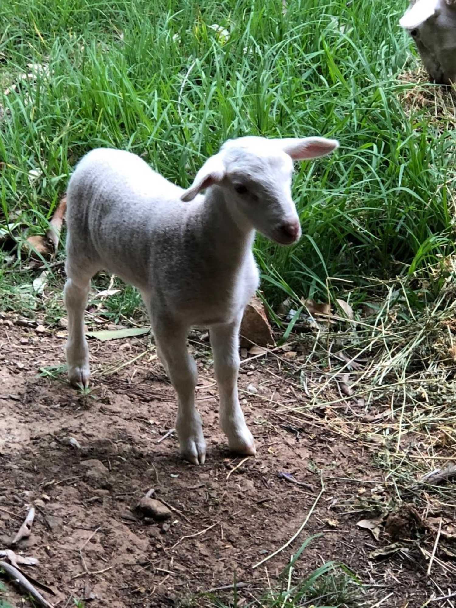 Gift card for The Willows at Kurrajong