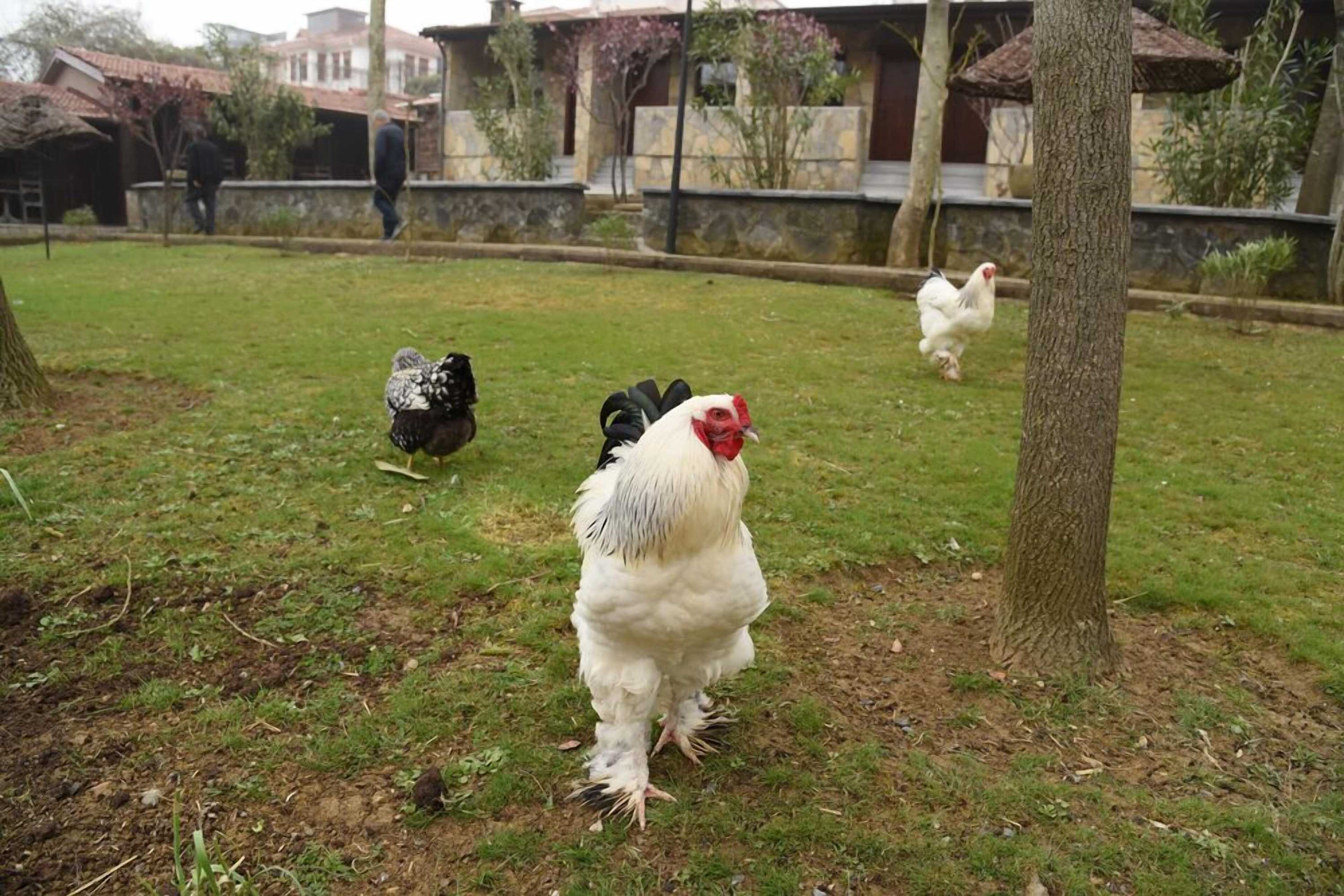 Gift card for Fener Motel