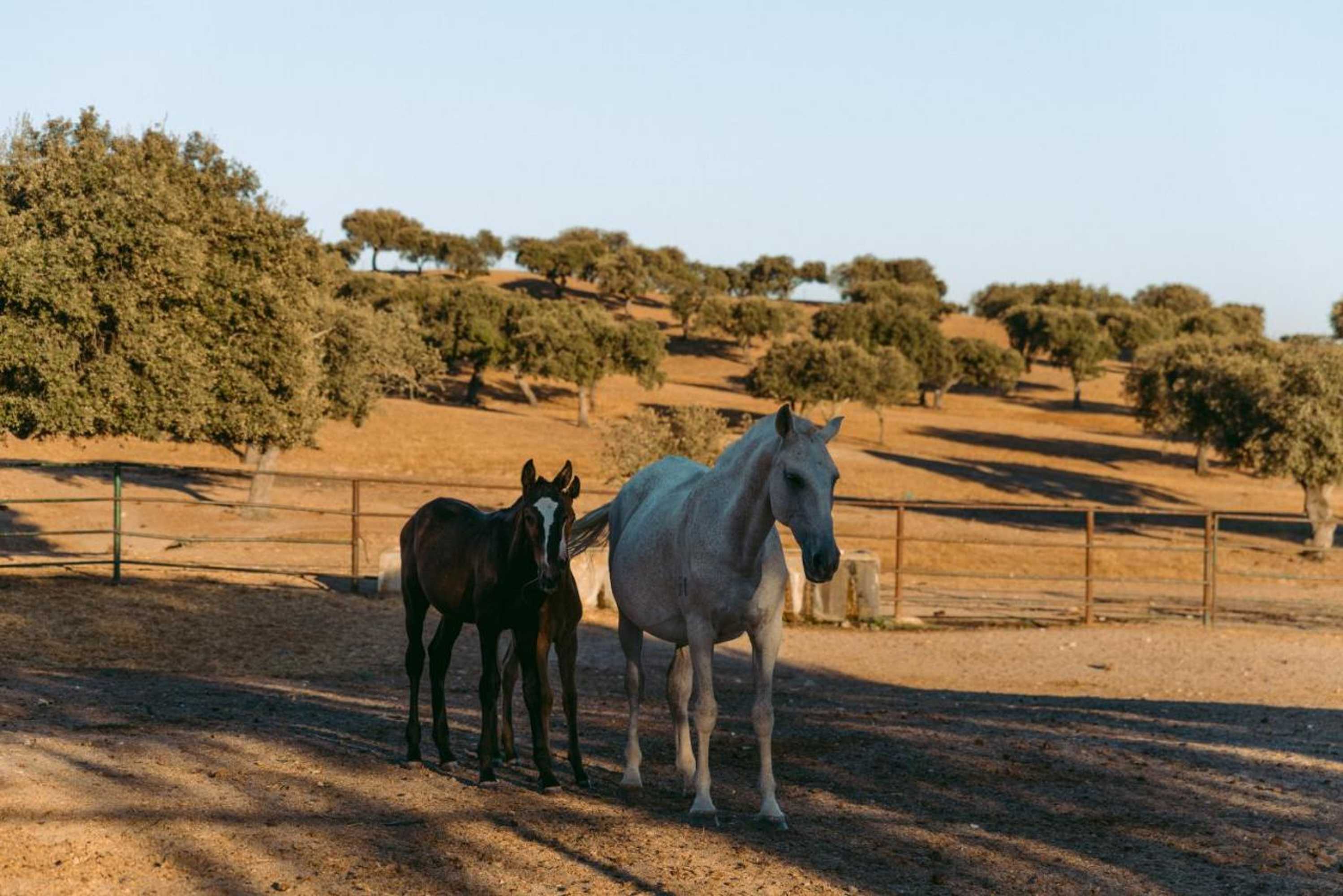 Gift card for Herdade da Caniceira Gift card for Herdade da Caniceira