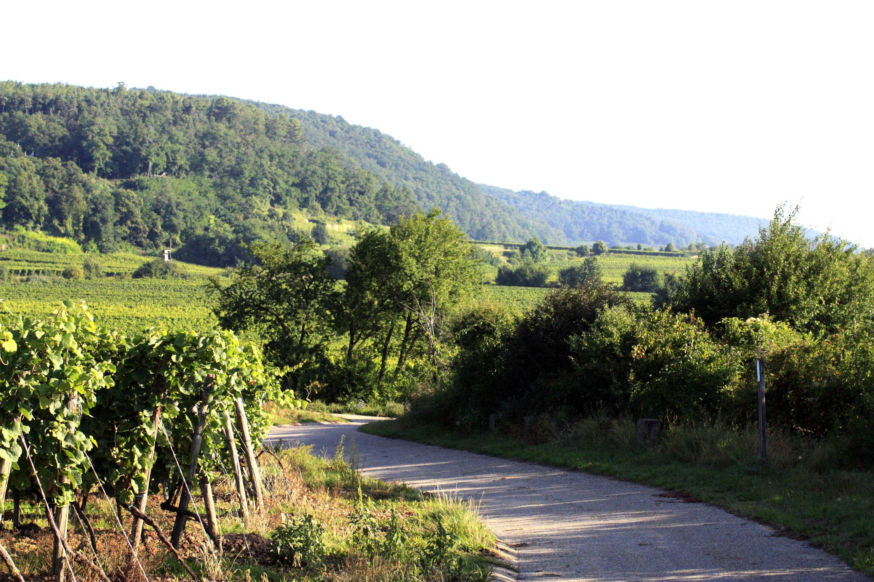 Gift card for Porta Vinea