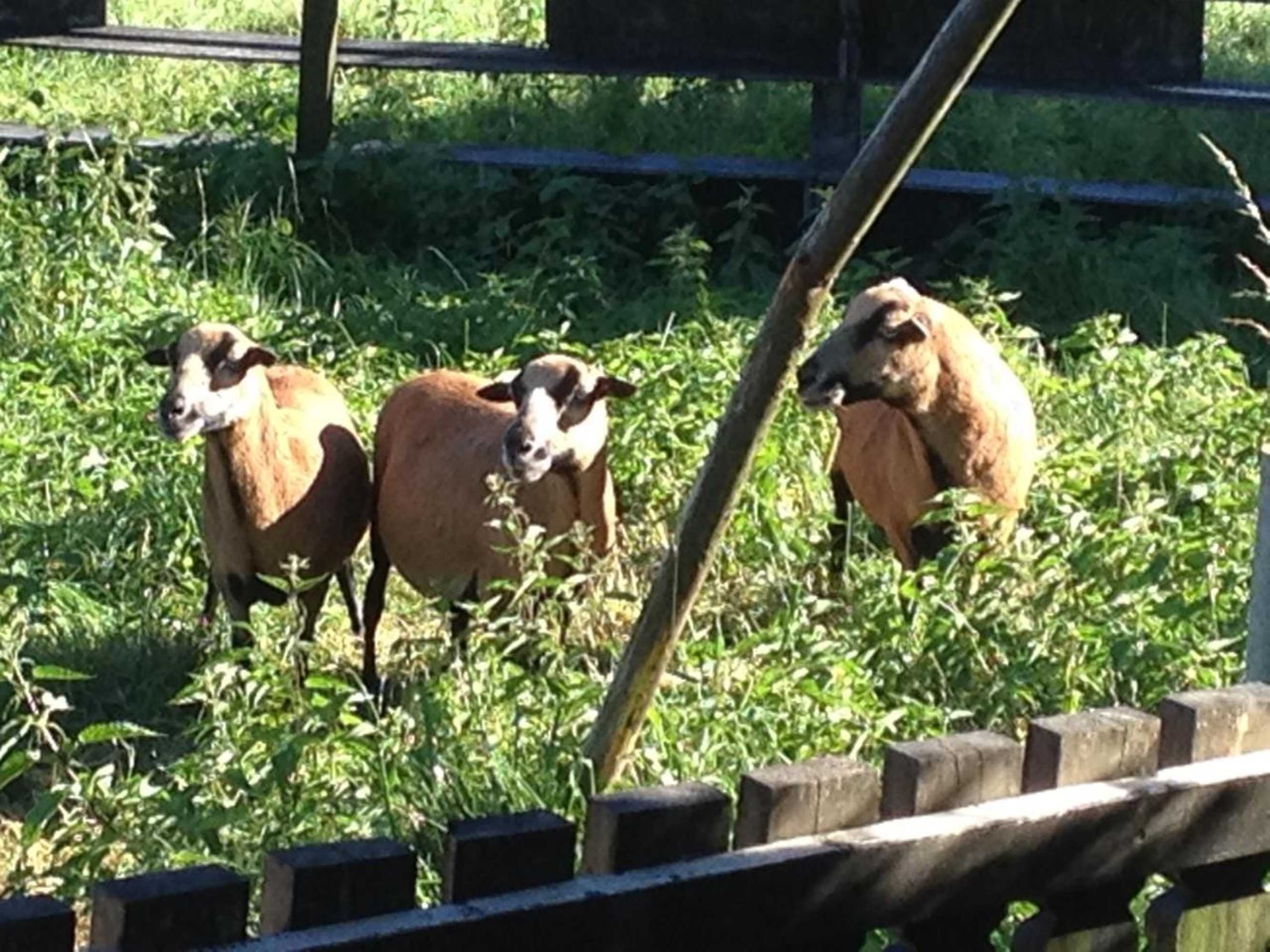 Gift card for Ferienwohnung Wolf