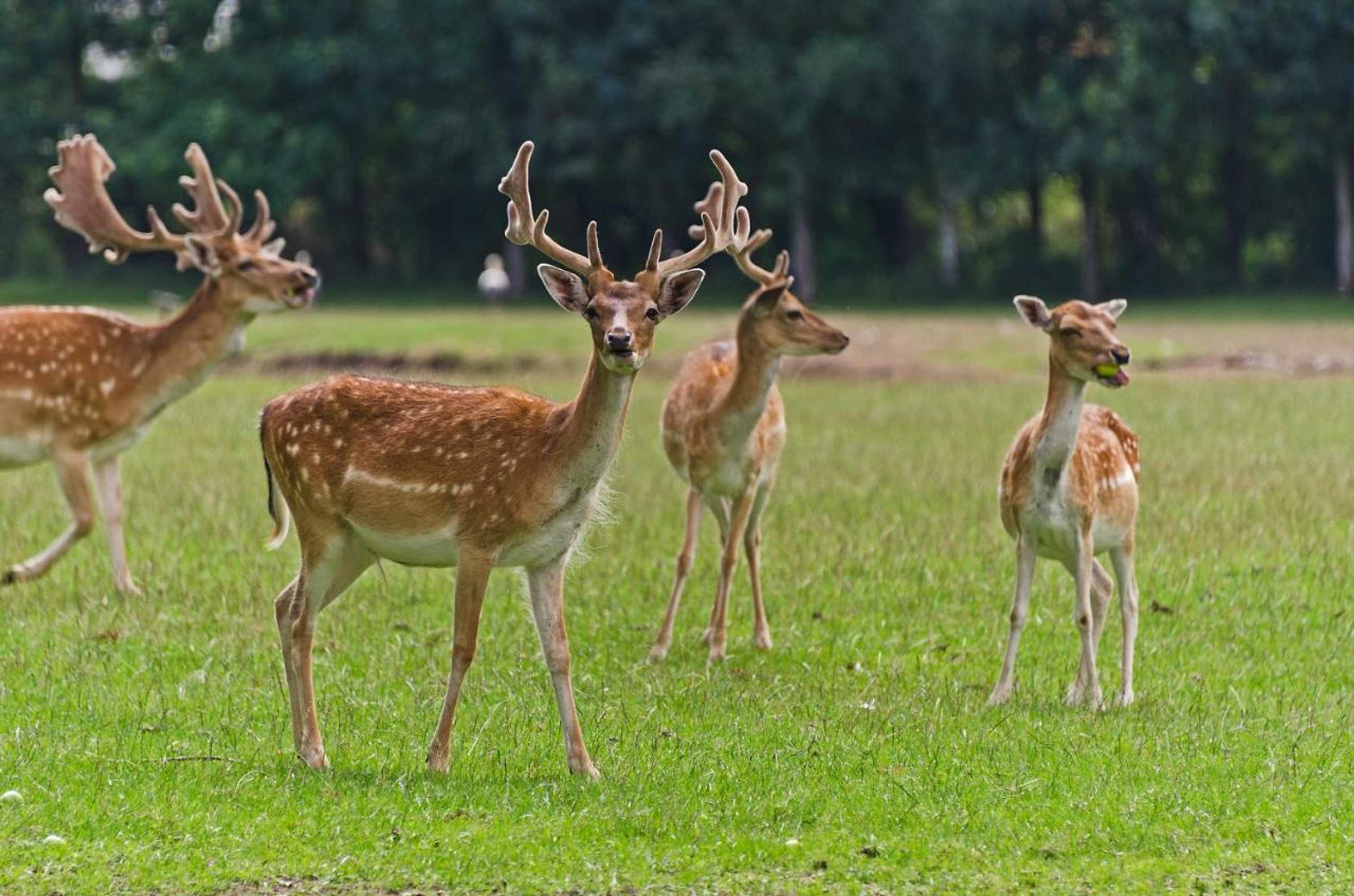 Gift card for Bertelemühle