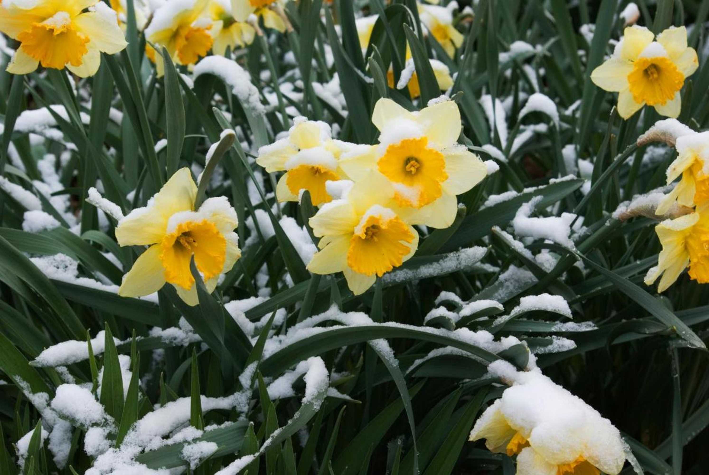 Gift card for Poets Cottage Fireplace Spa Bath Scenic Treks Pet Friendly