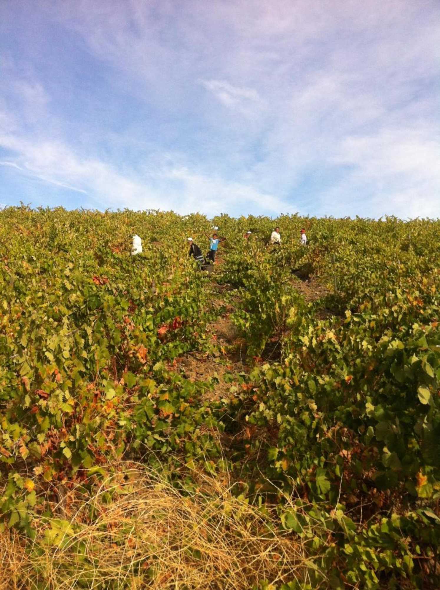 Gift card for Quintas do Valbom e Cuco