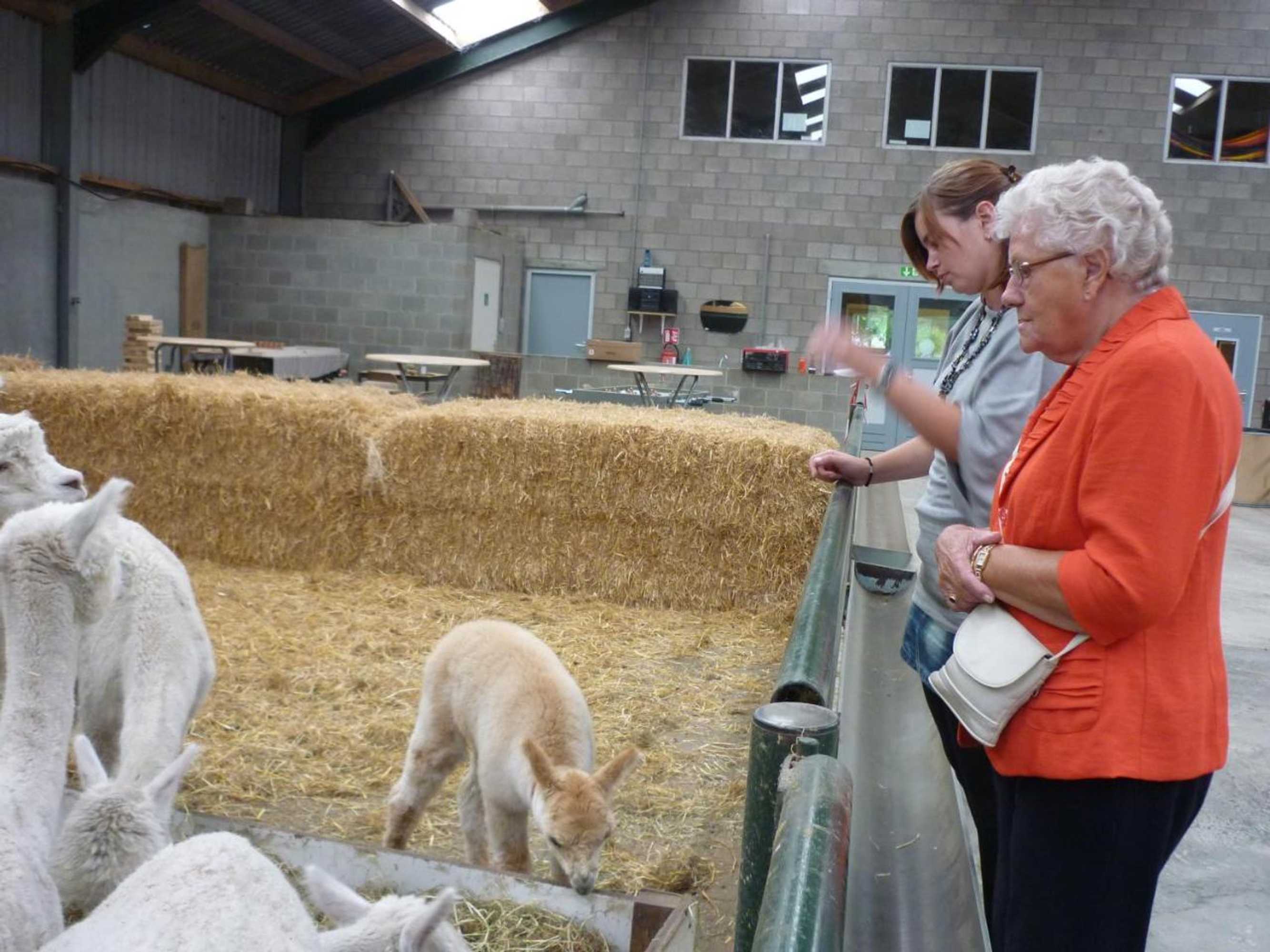 Gift card for De Alpacaboerderij