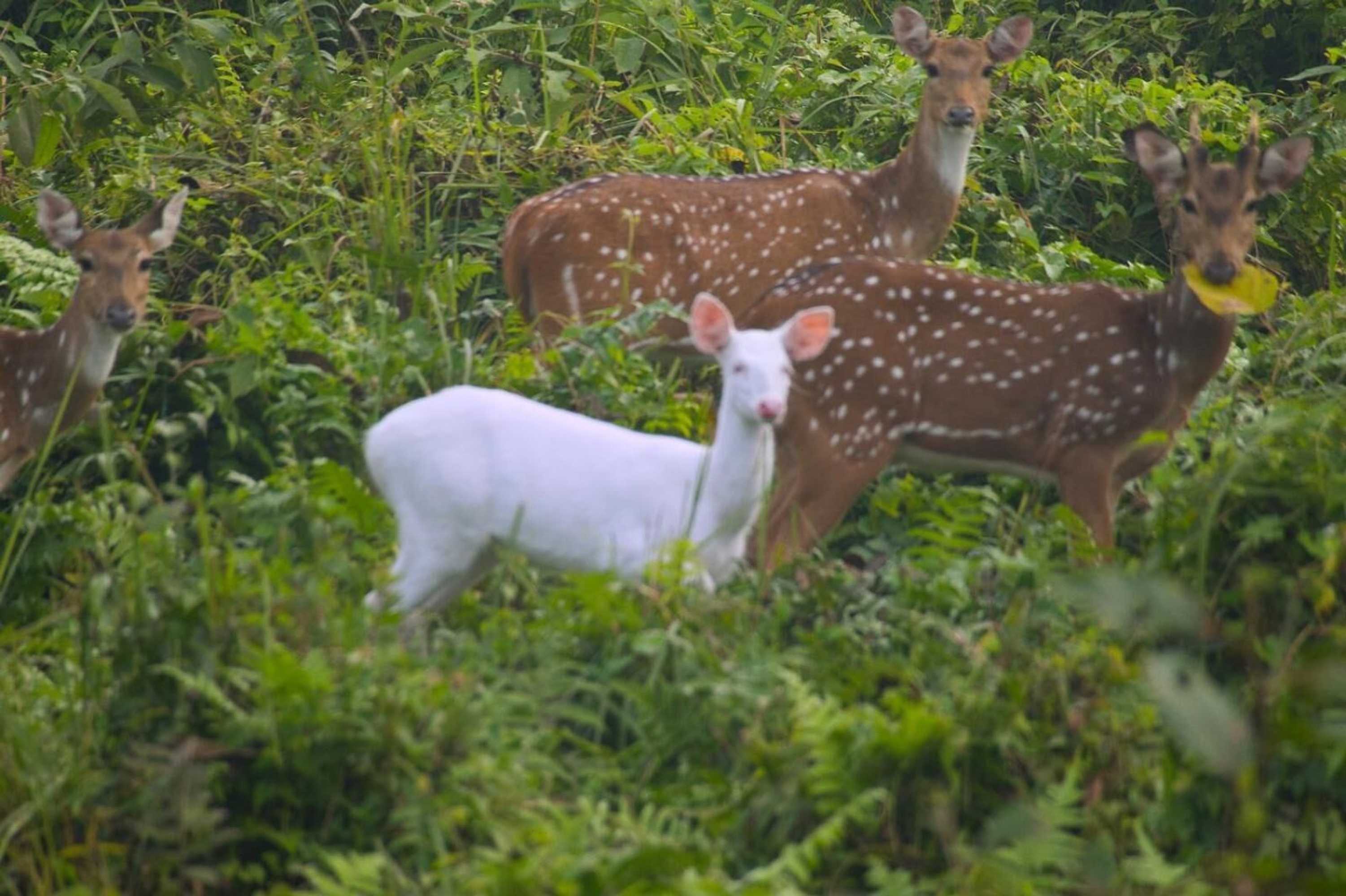 Gift card for Chital Lodge
