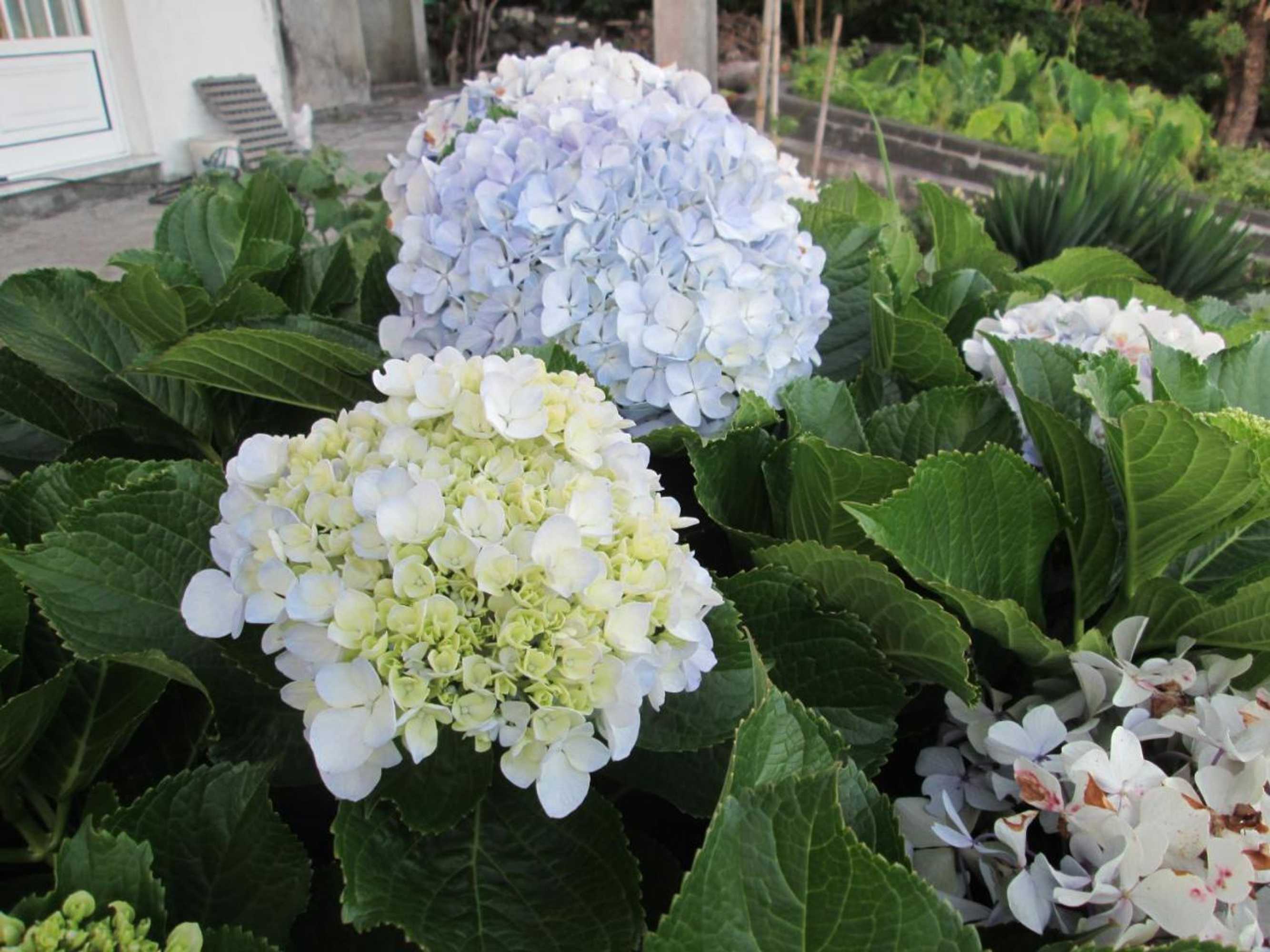 Gift card for Residência Machado