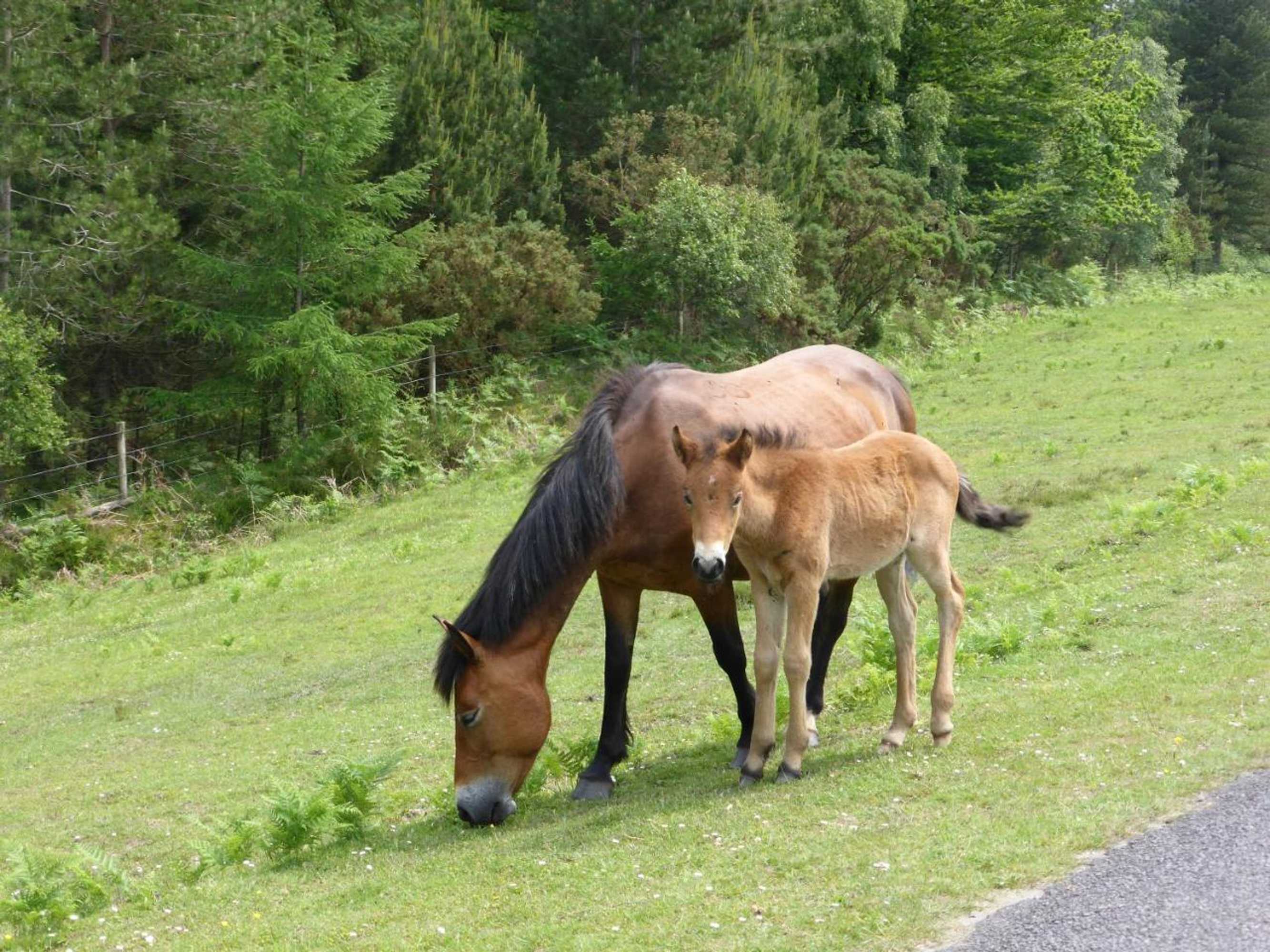 Gift card for Cypress Log Cabins Accommodation Gift card for Cypress Log Cabins Accommodation