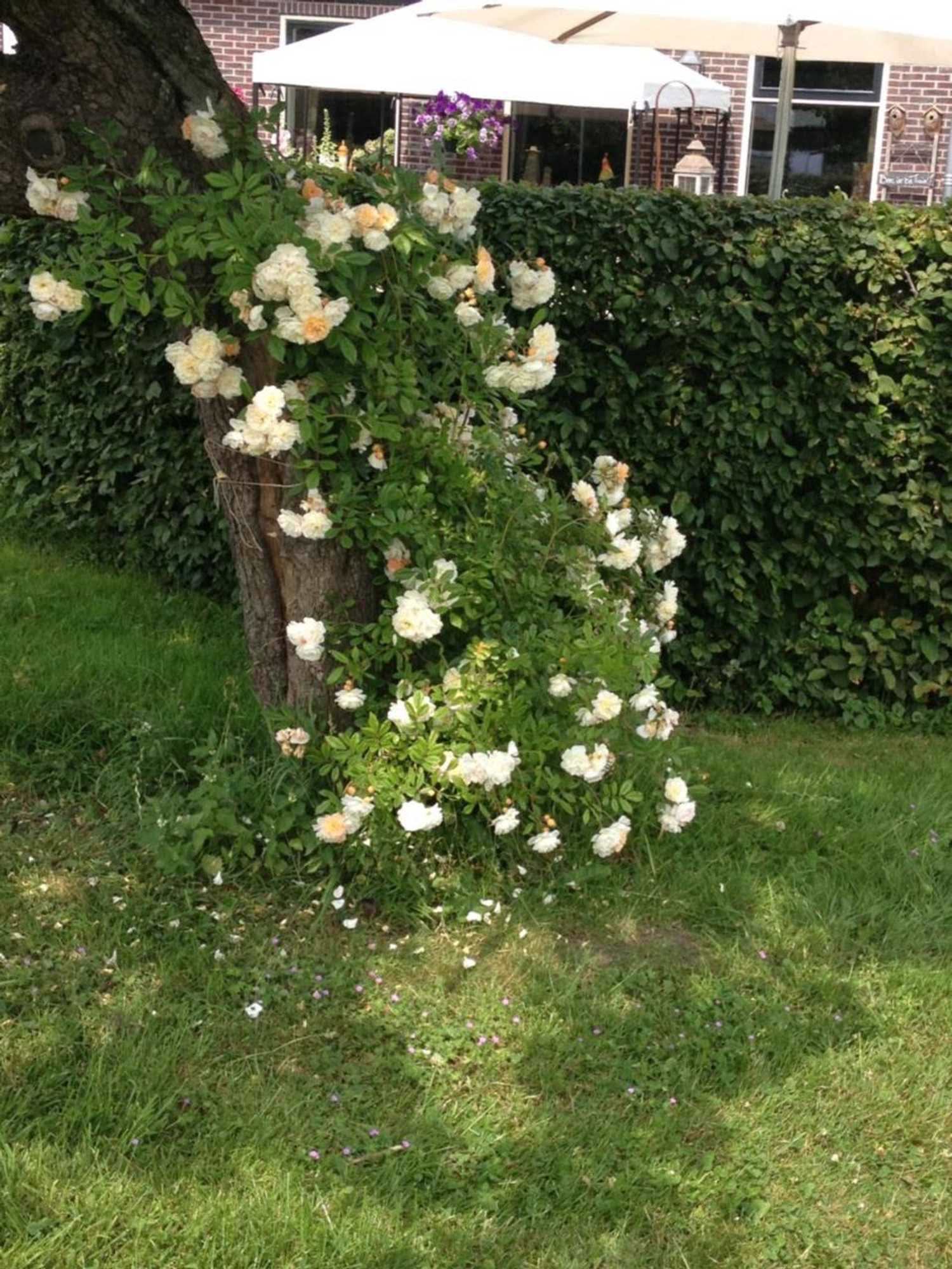 Gift card for Shepherds House B&b