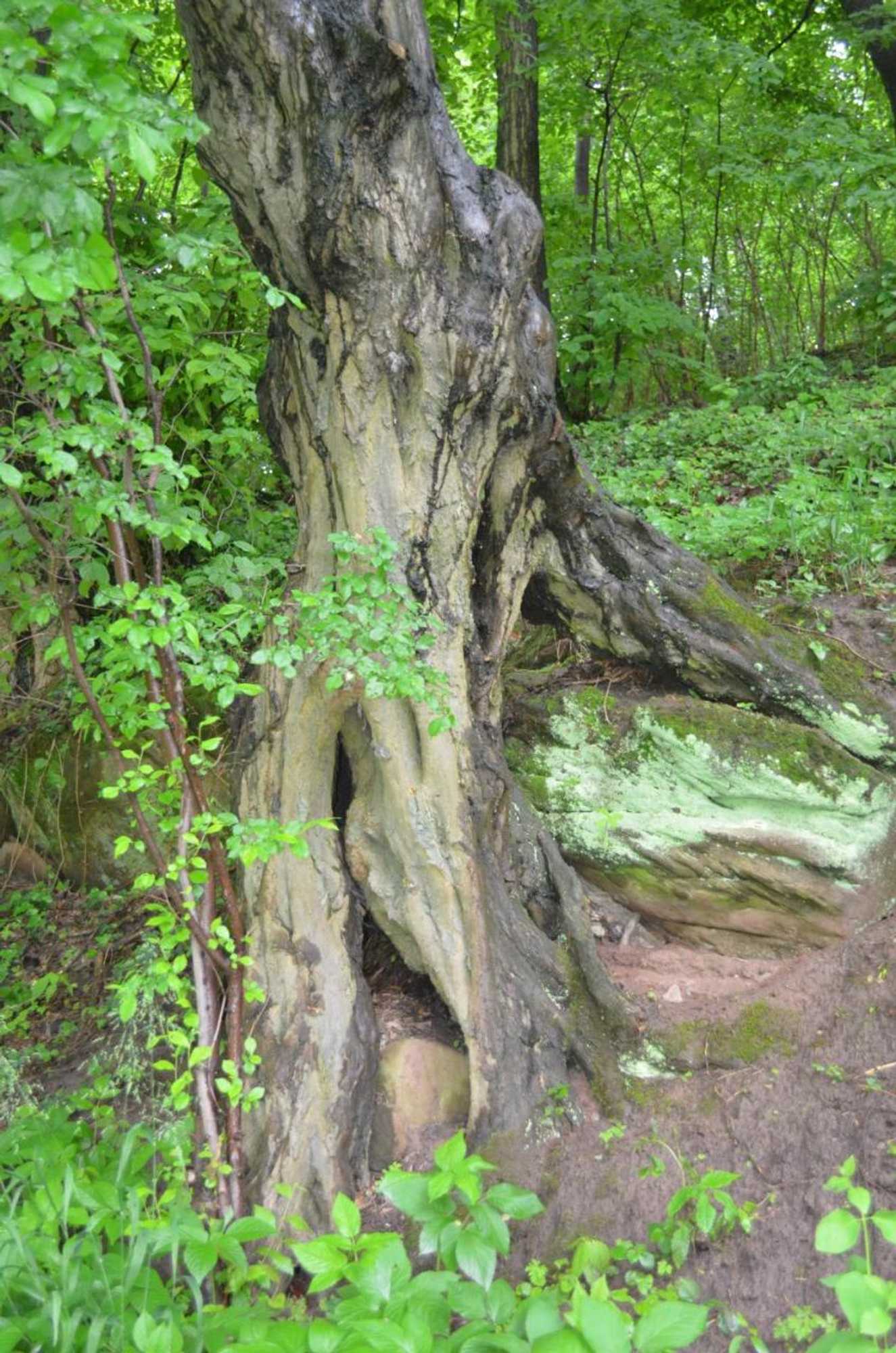 Gift card for Gasthof Alter Felsenkeller