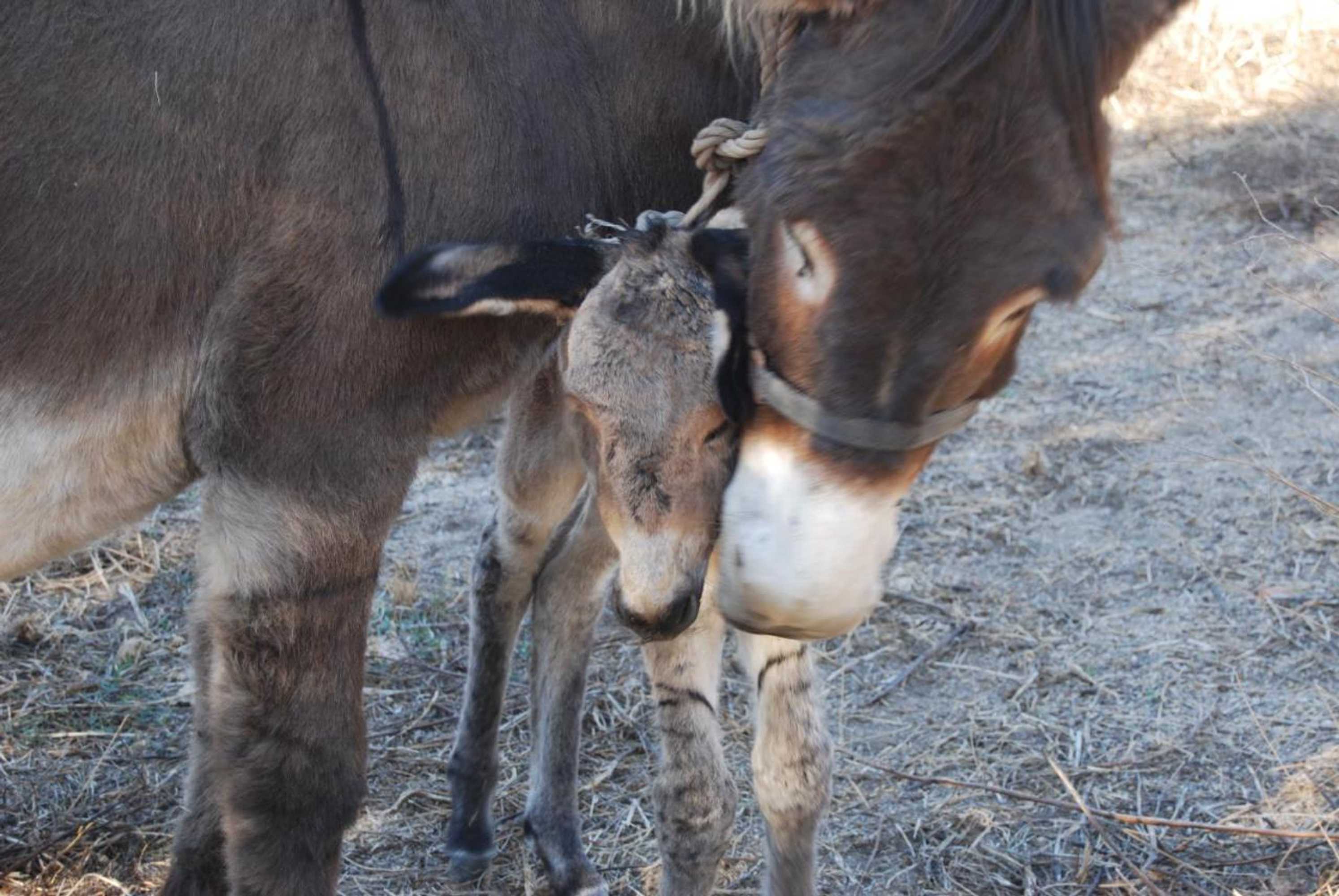 Gift card for Tapada da Rabela - Reserva Natural