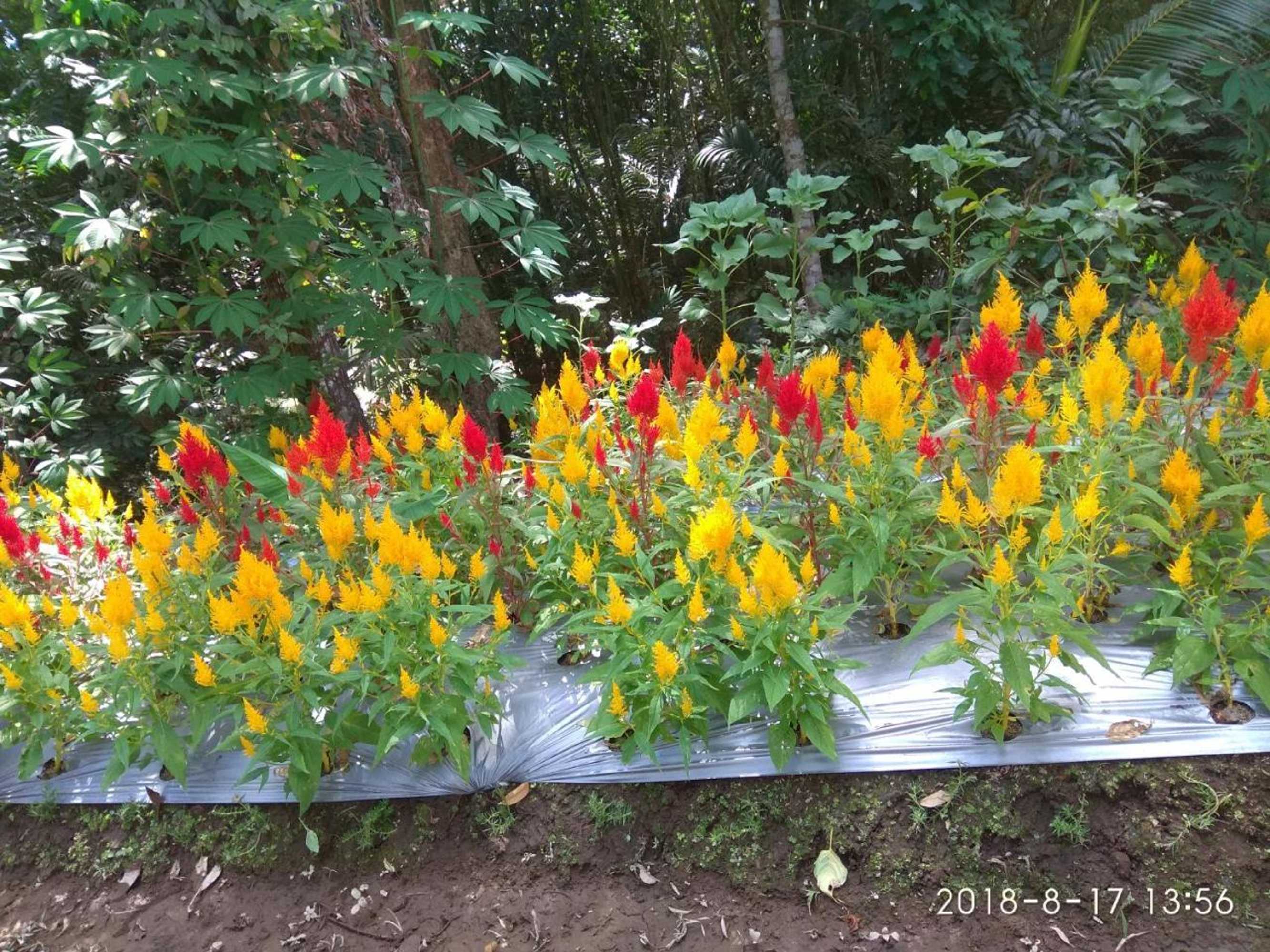 Gift card for Omah Ndeso Argopeni