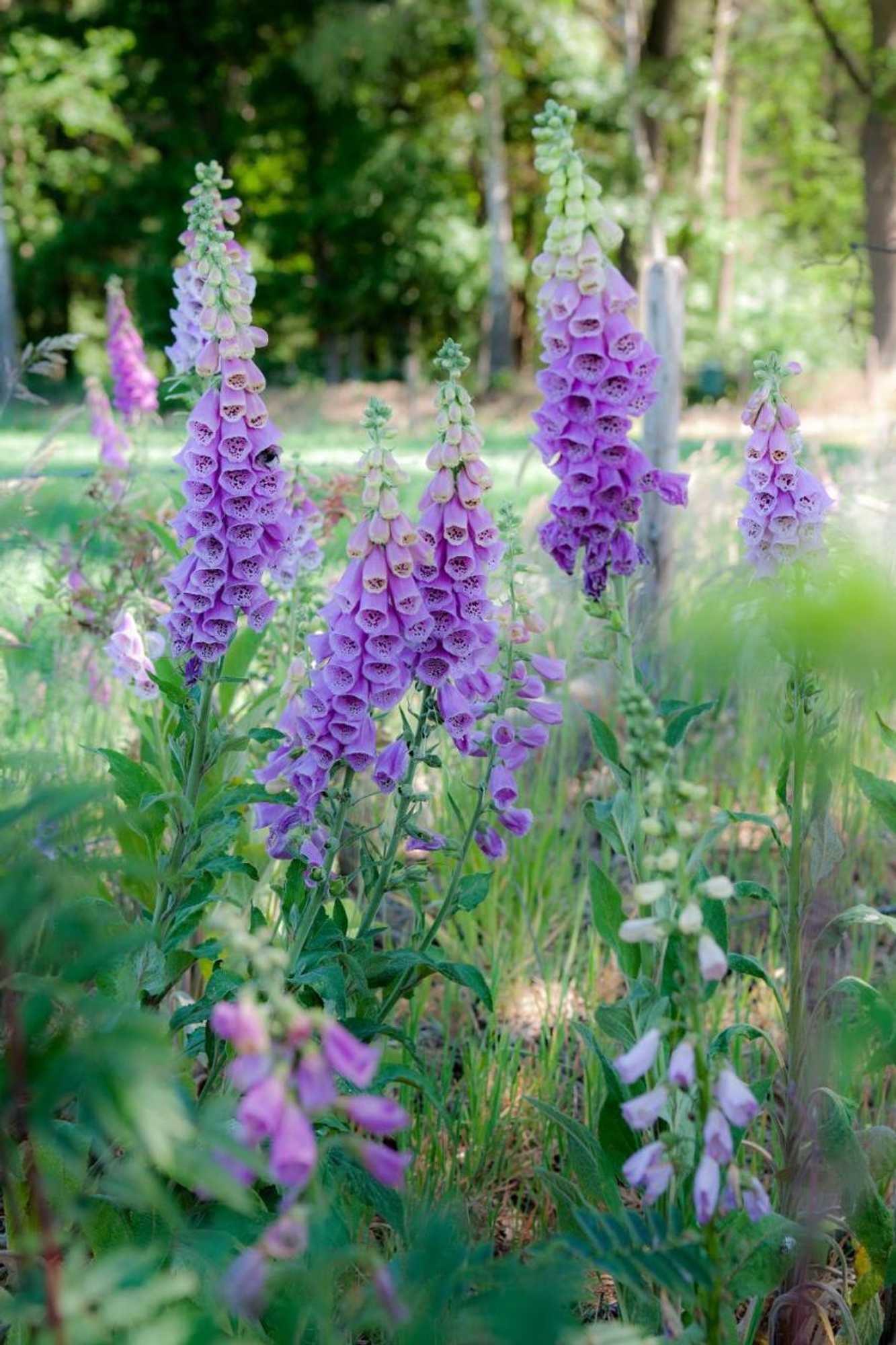 Gift card for B&b Achterhoeks Halle