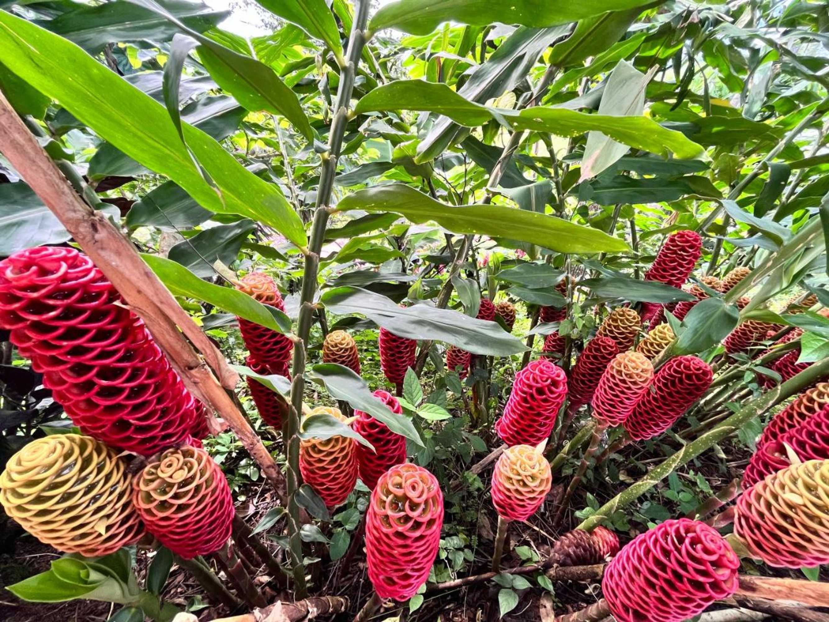 Gift card for Hotel Villas de la Colina