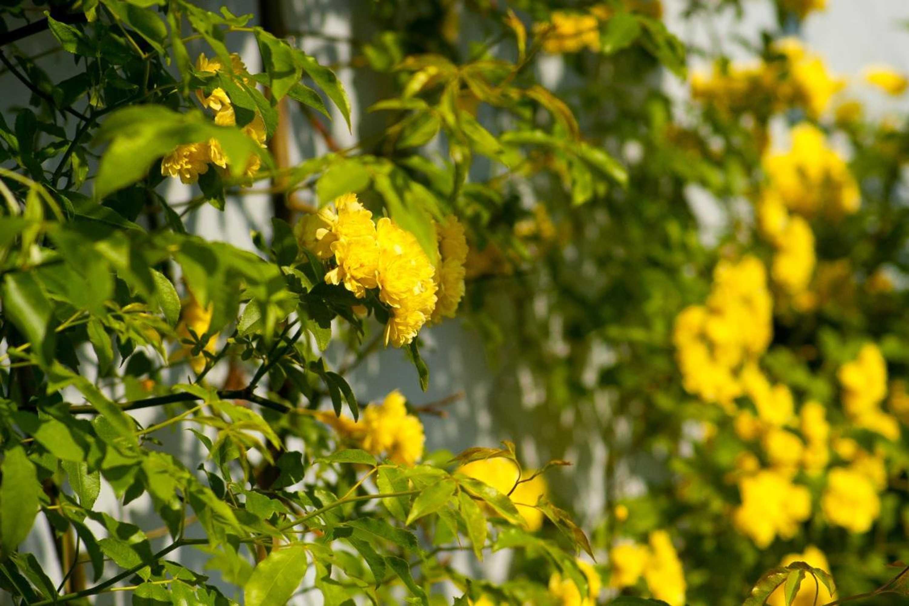 Gift card for The Old Stables