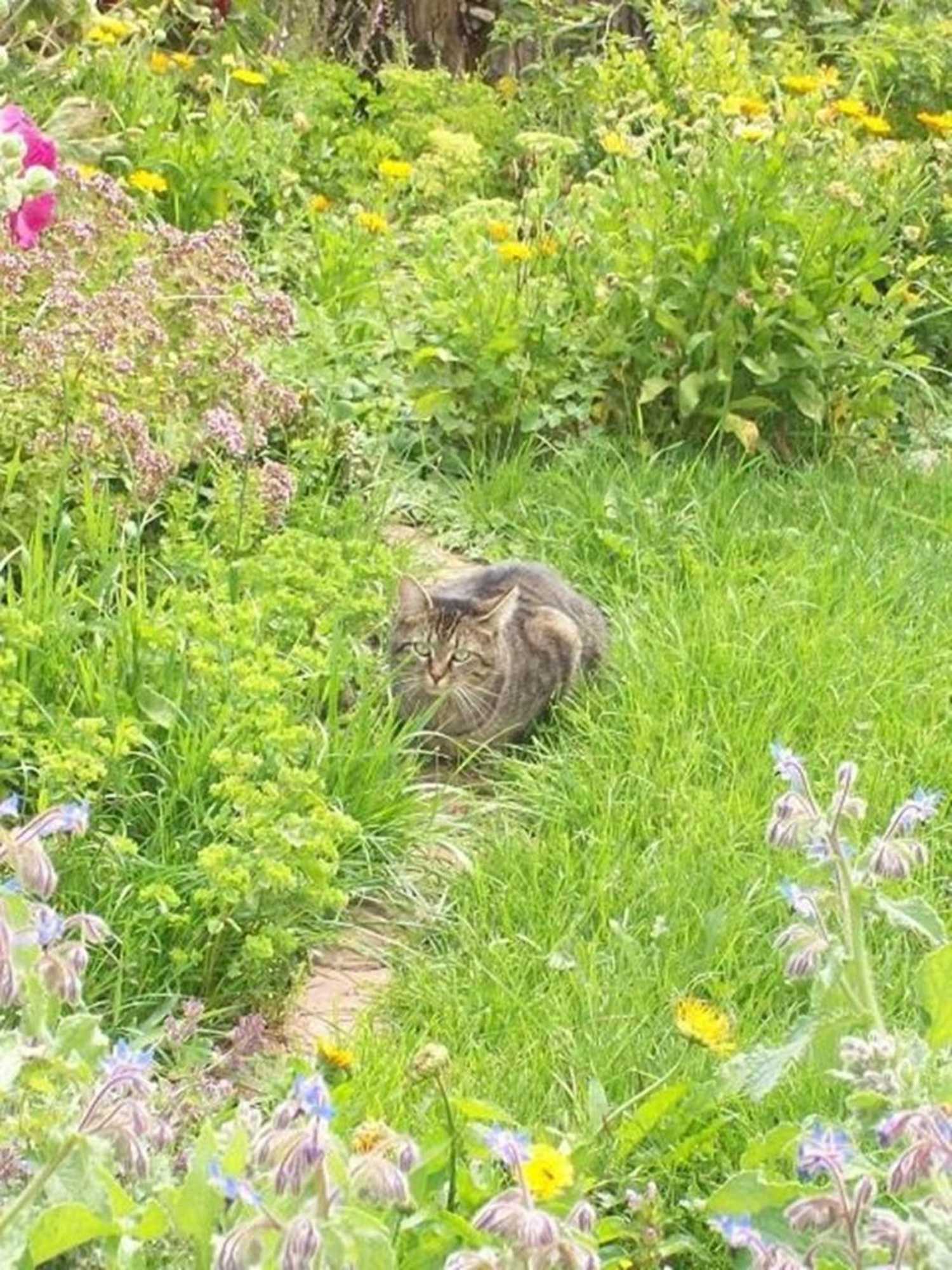 Gift card for Ferienwohnung Haus Hollerbusch