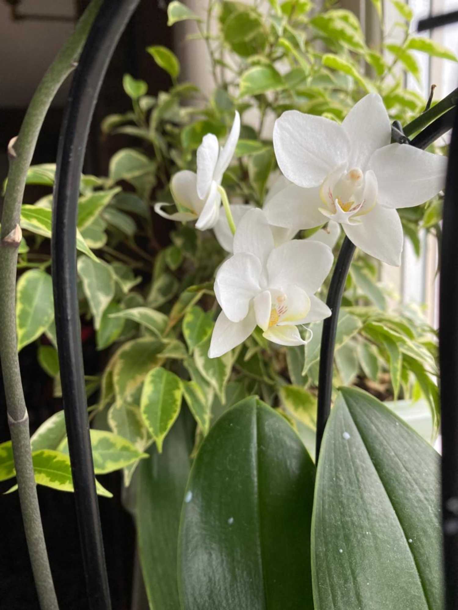 Gift card for The Egerton Arms Astbury