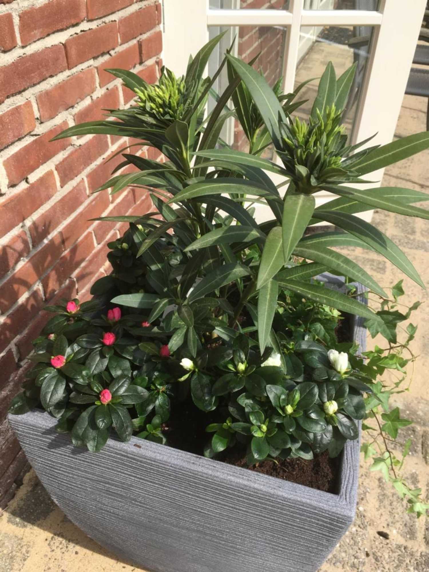 Gift card for B&b Bij Bedaf