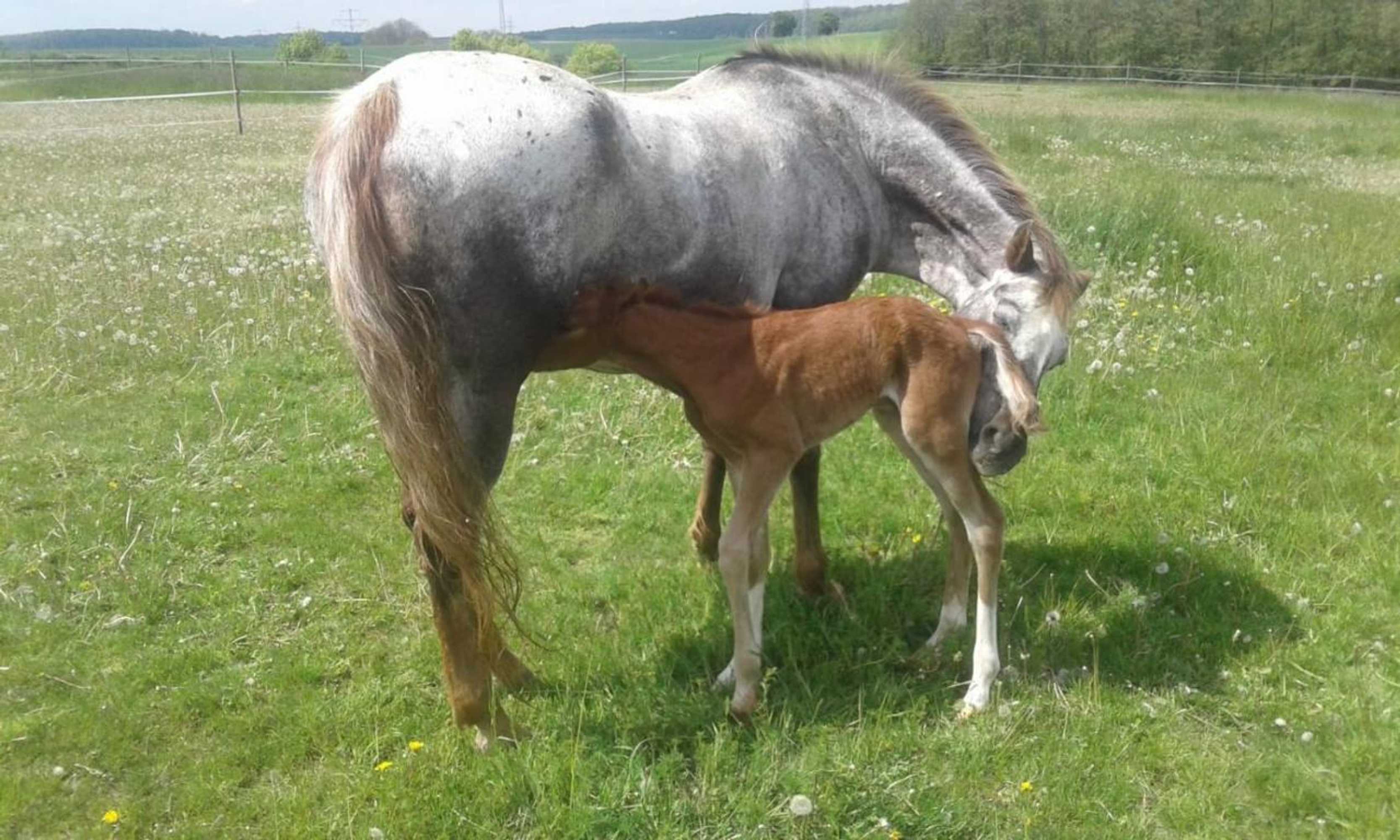 Gift card for Ferienwohung Hirsch