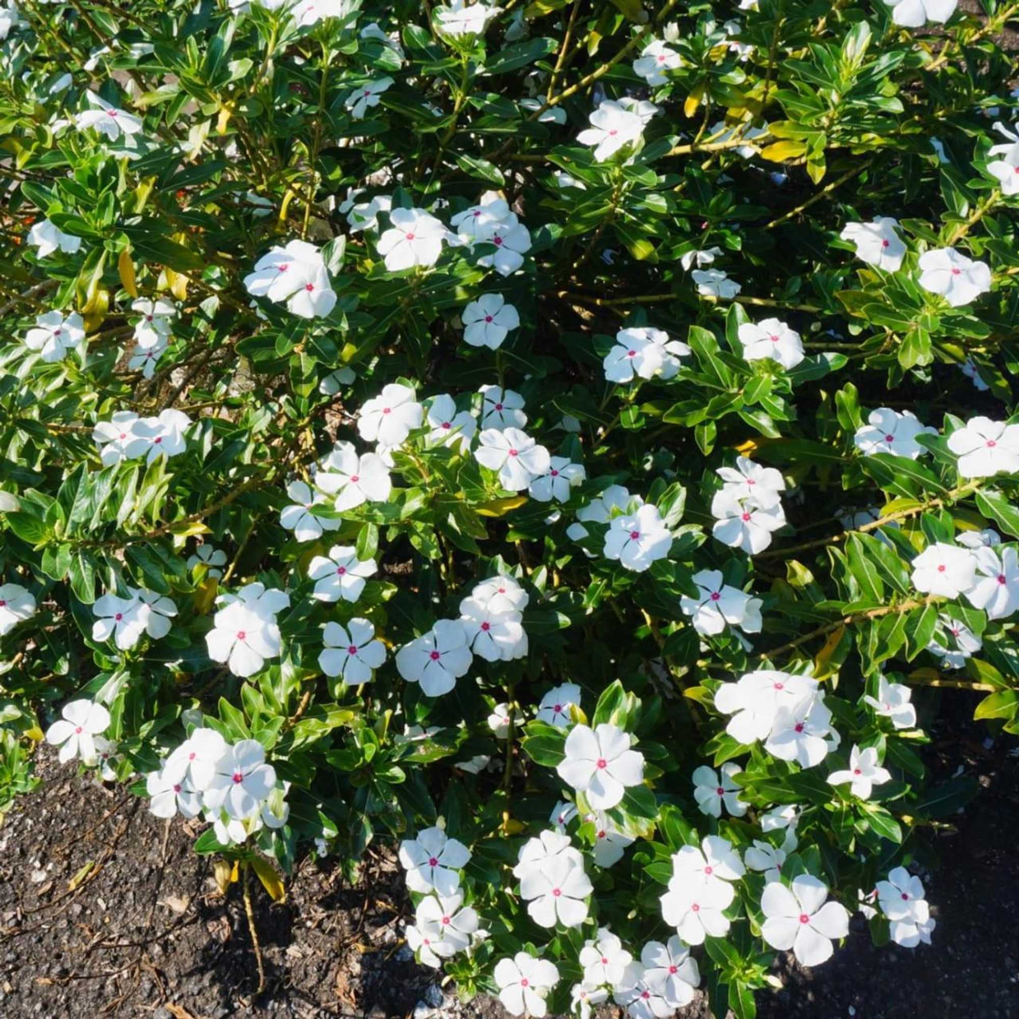 Gift card for Hospedaje La Naciente