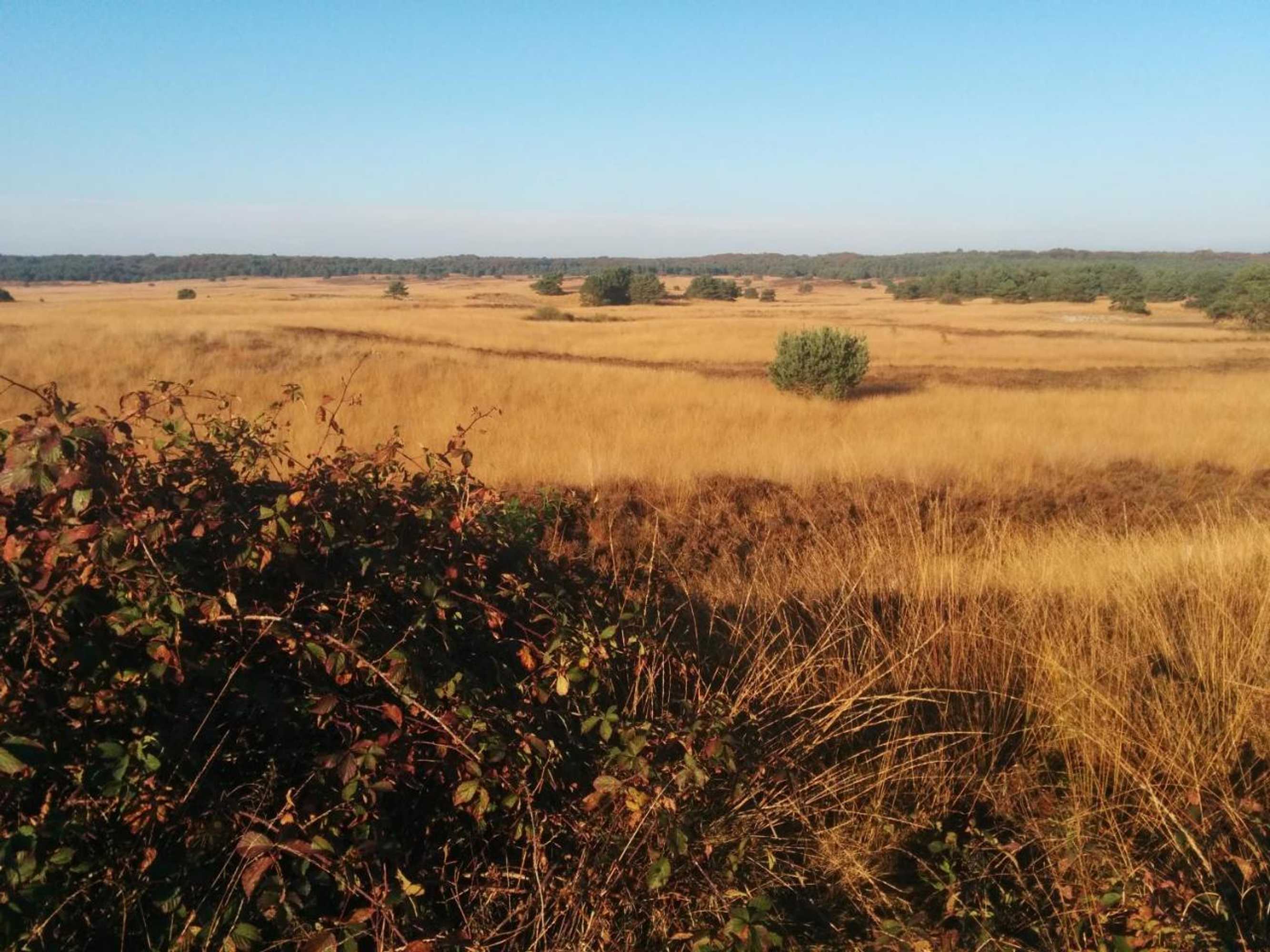 Gift card for Chalet Hoenderloo Beuk