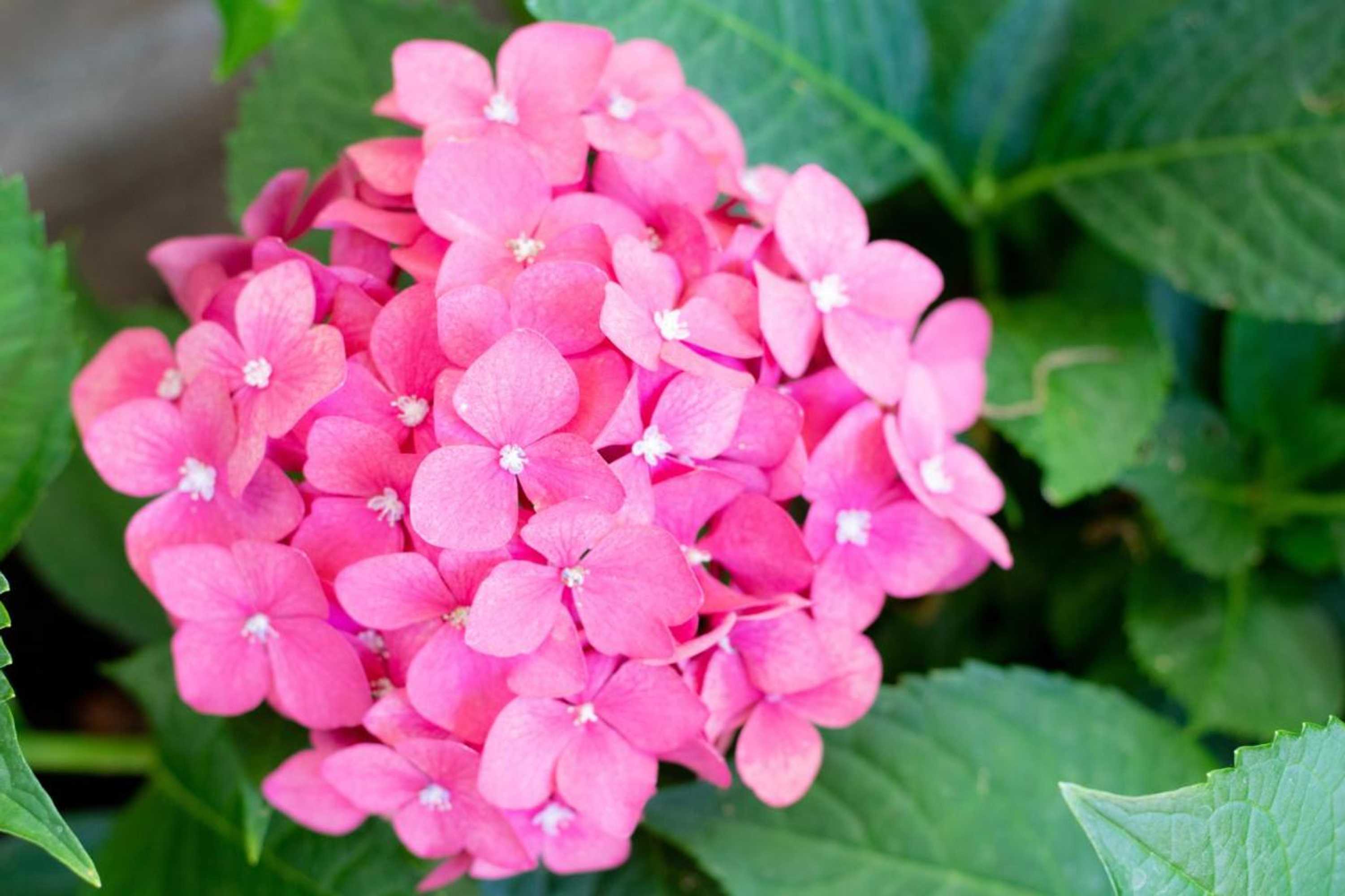 Gift card for B&b Bed & Sauna