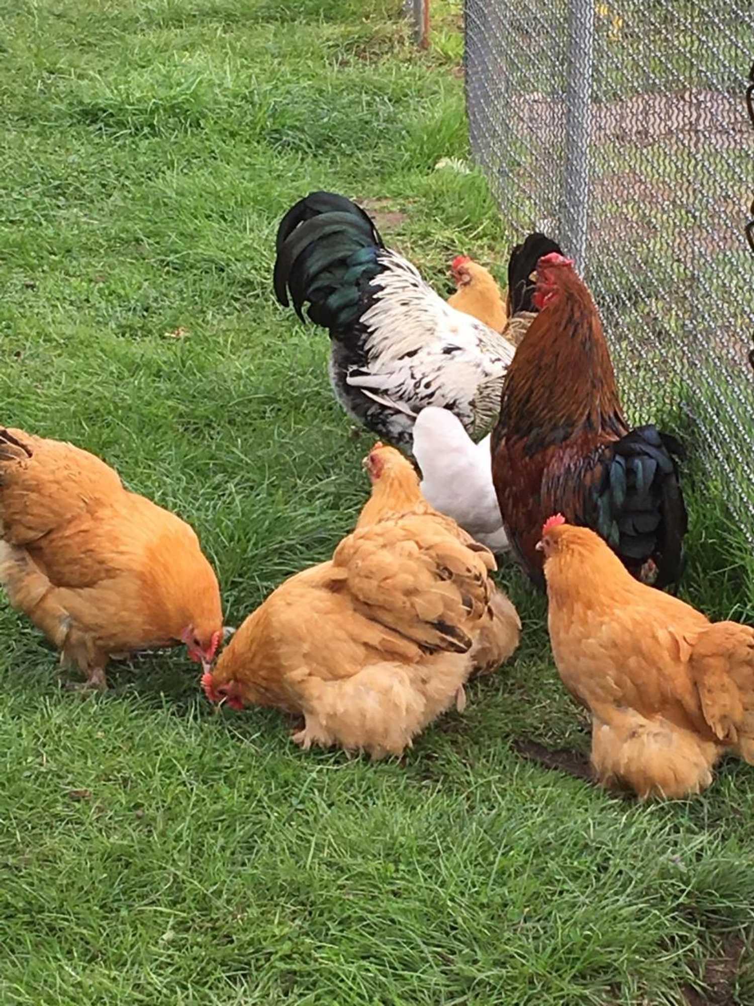 Gift card for B&b Tuin Der Zinnen