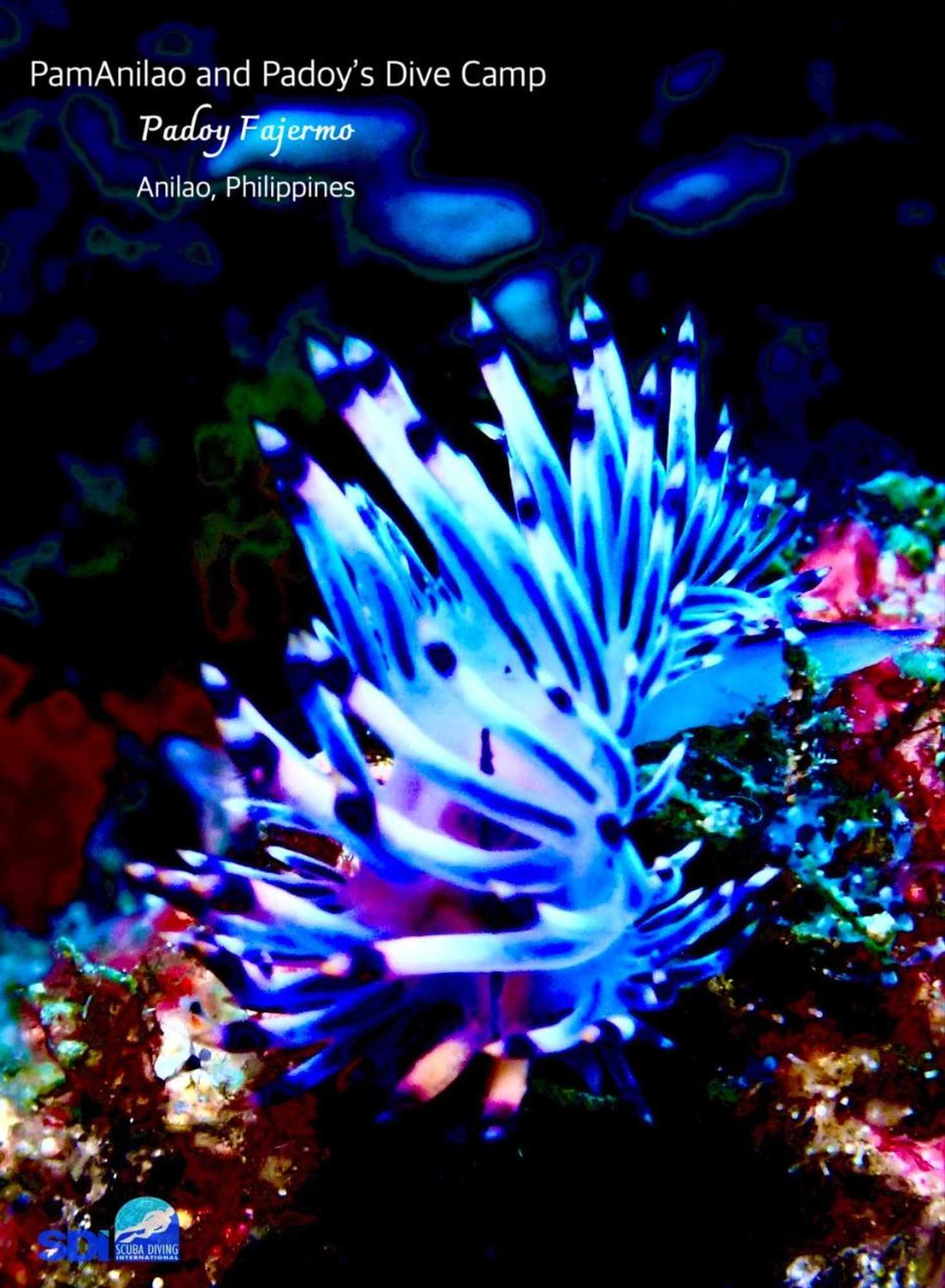 Gift card for Pamanilao And Padoy's Dive Camp Gift card for Pamanilao And Padoy's Dive Camp
