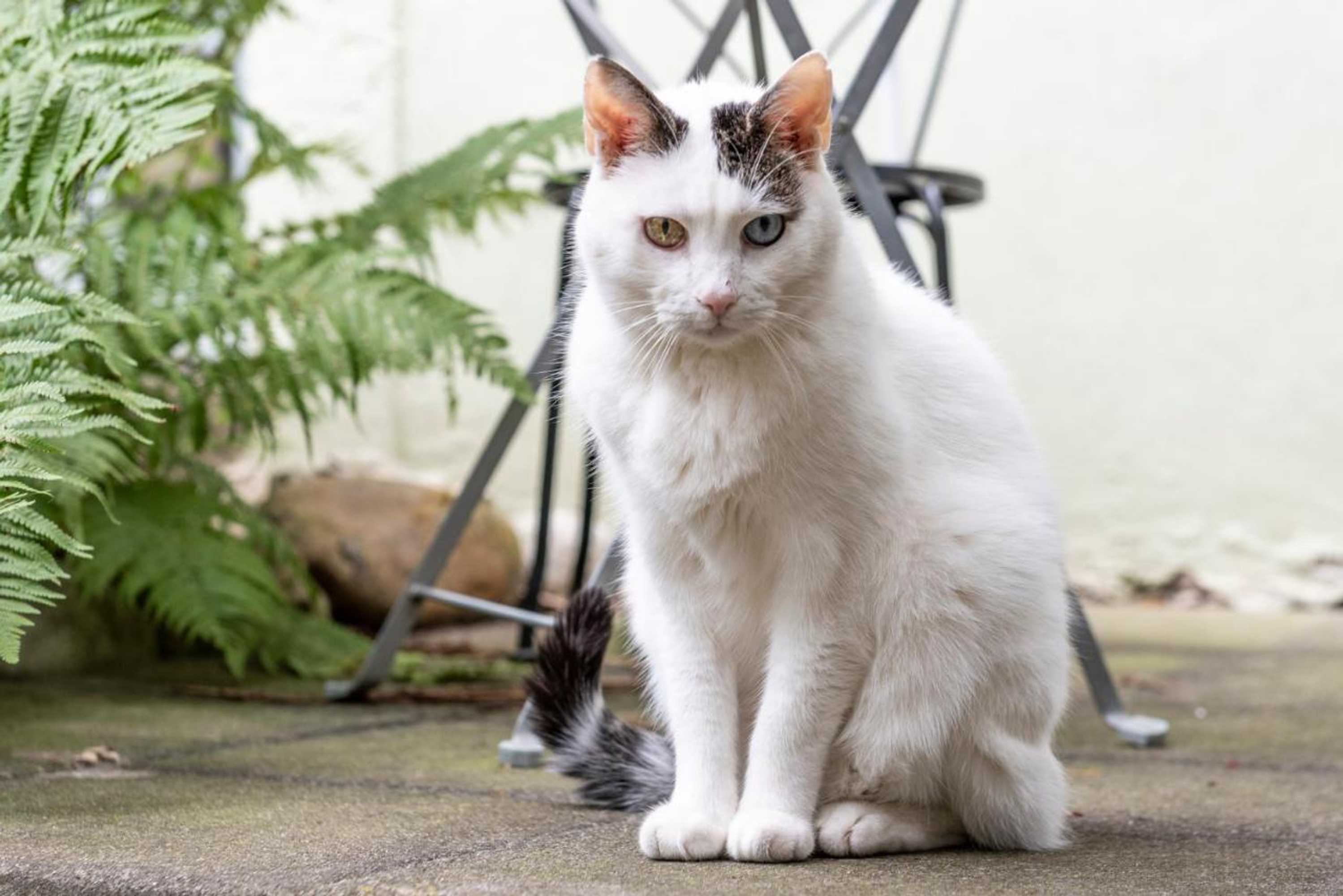 Gift card for Plänke Gästezimmer