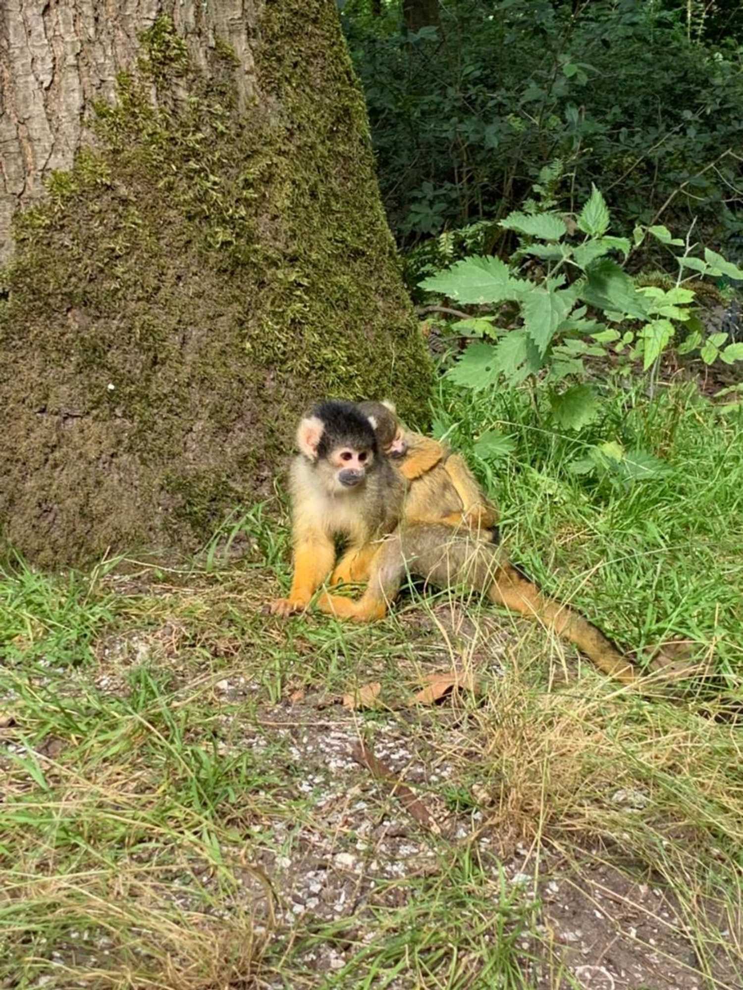 Gift card for B&b In de Aap Gelogeerd