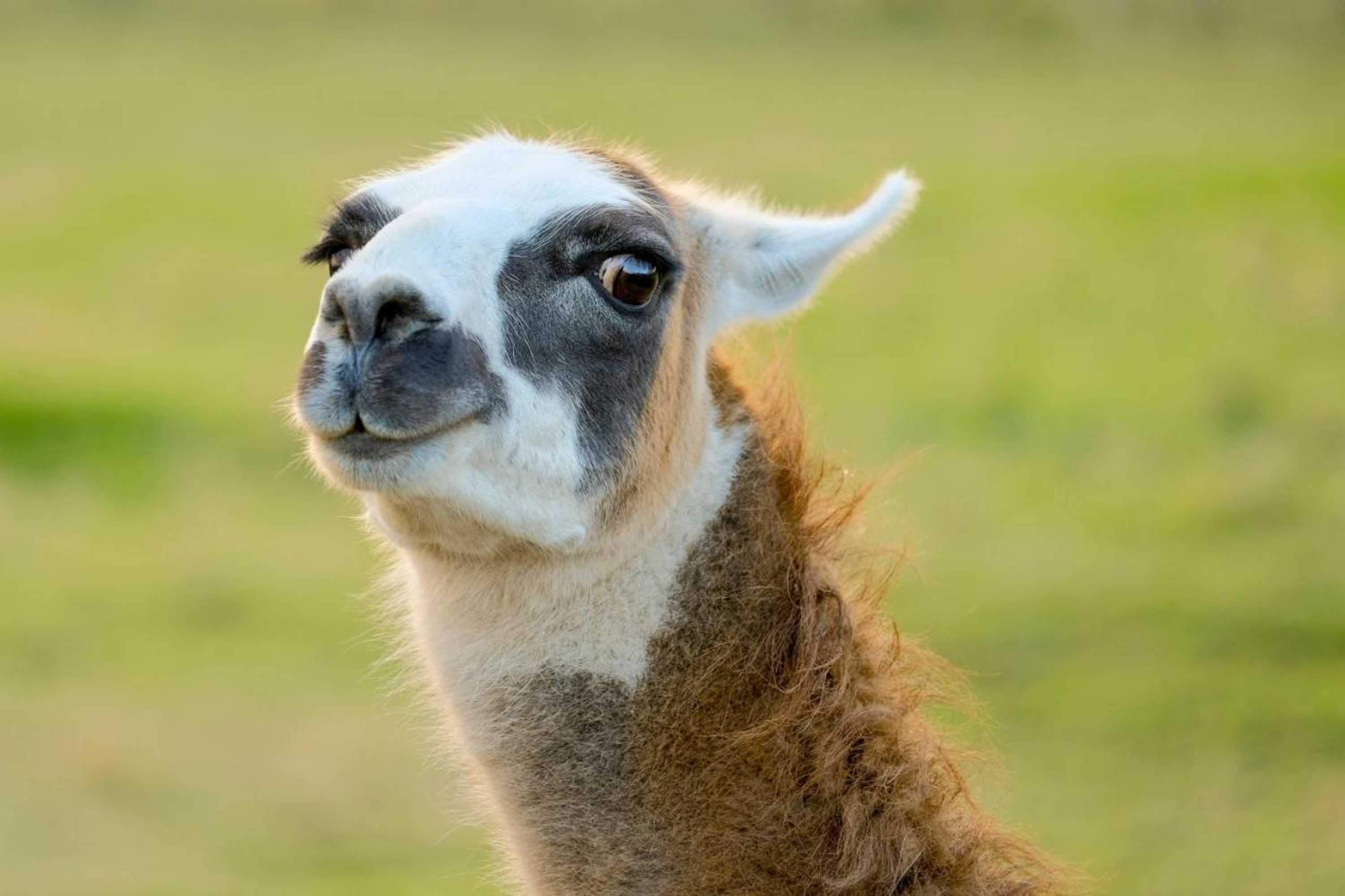 Gift card for The Saracens Head