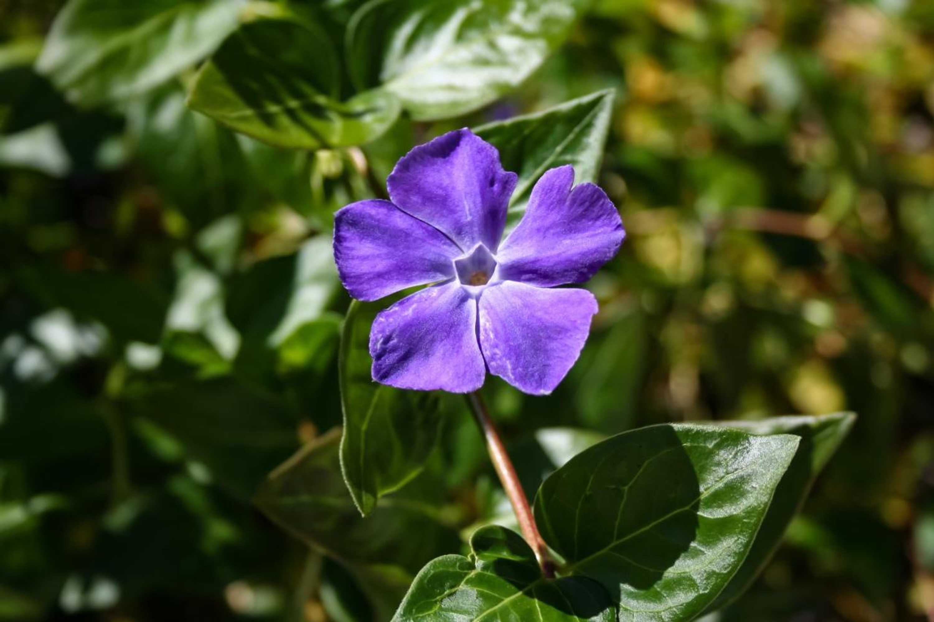 Gift card for Encosta da Camarinha Gift card for Encosta da Camarinha