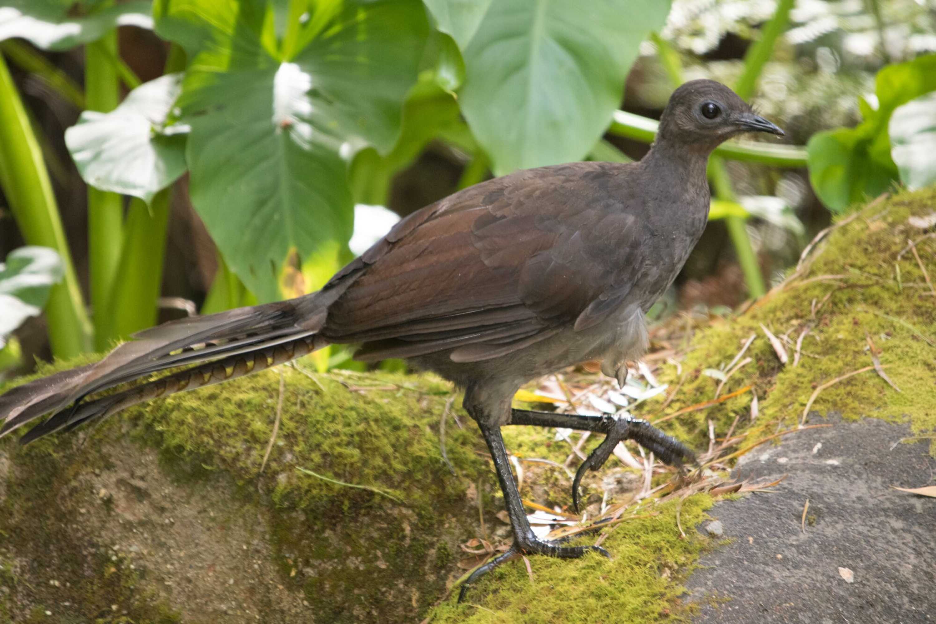 Gift card for Myers Creek Cascades Luxury Cottages