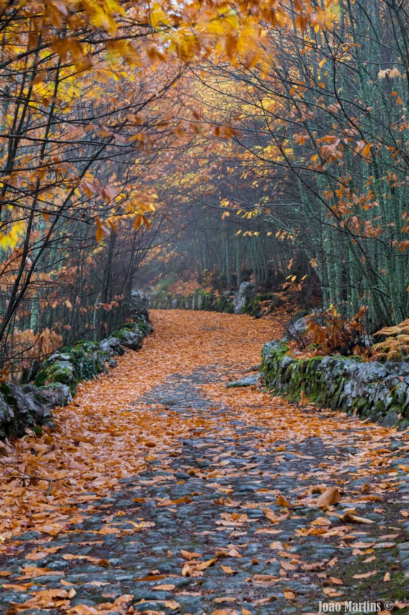 Gift card for Hotel Dom Manuel