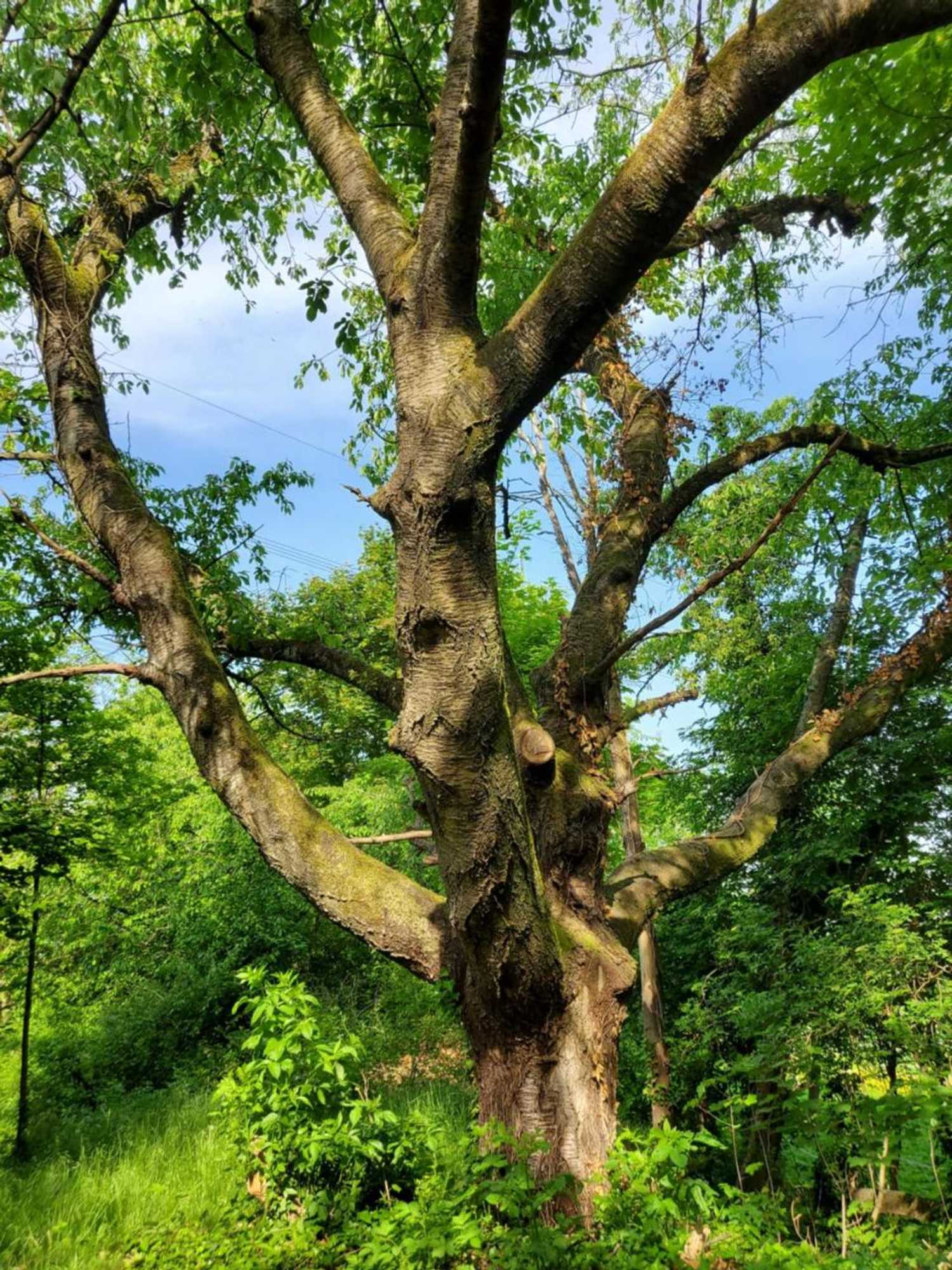 Gift card for Landgasthof Gänsberg