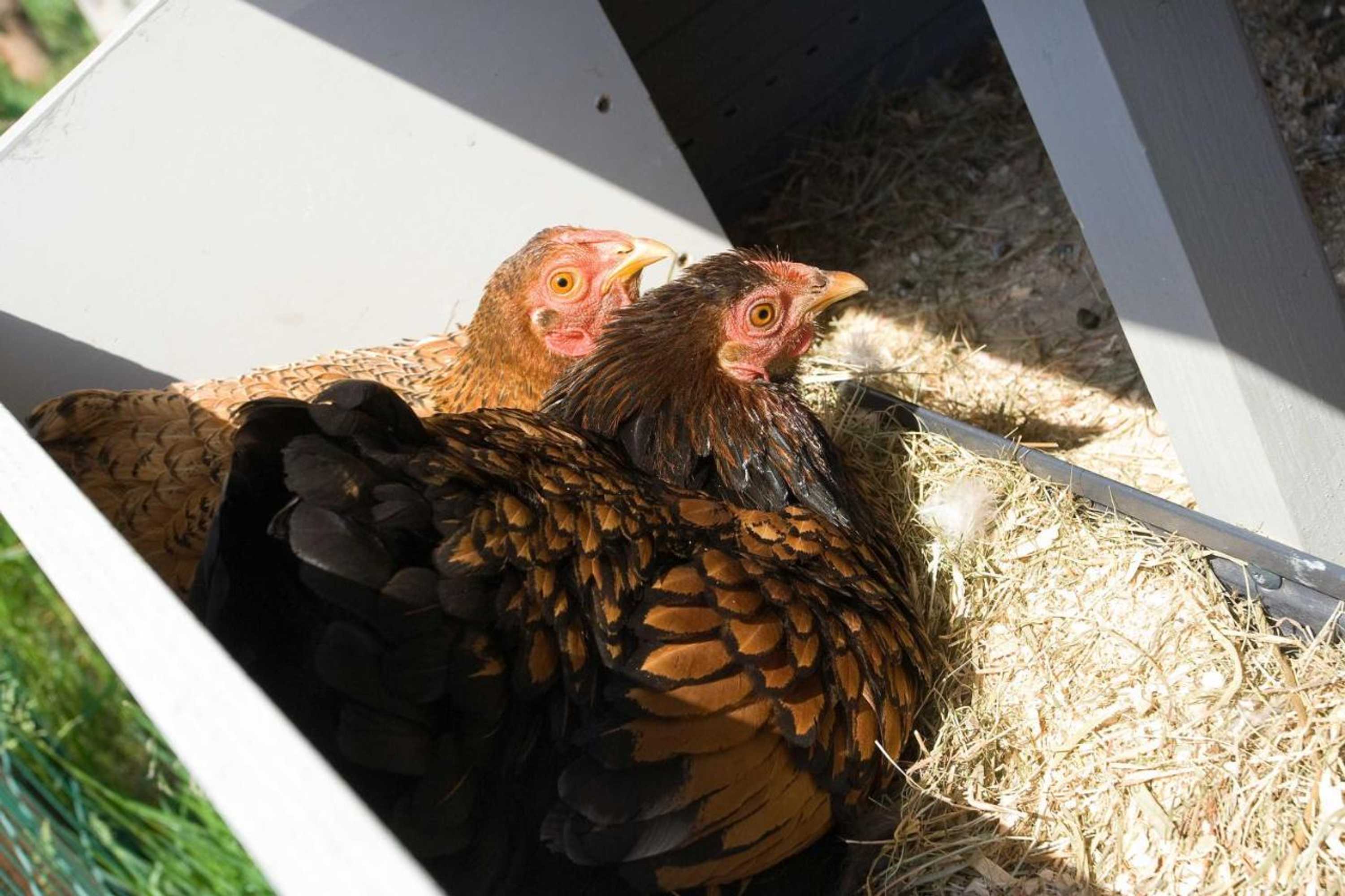 Gift card for Erve Fakkert