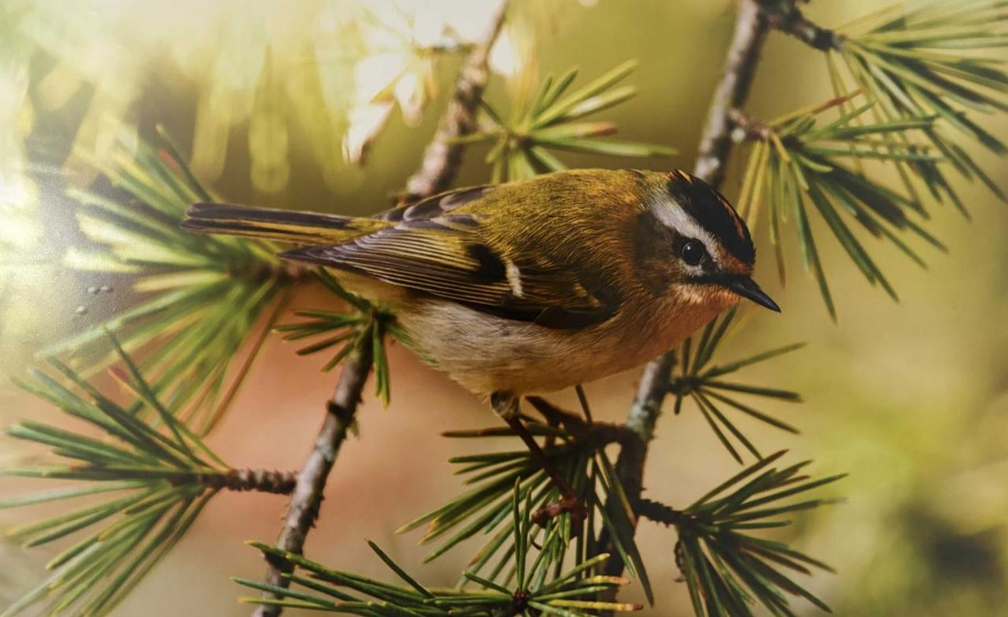 Gift card for Recanto do Açor